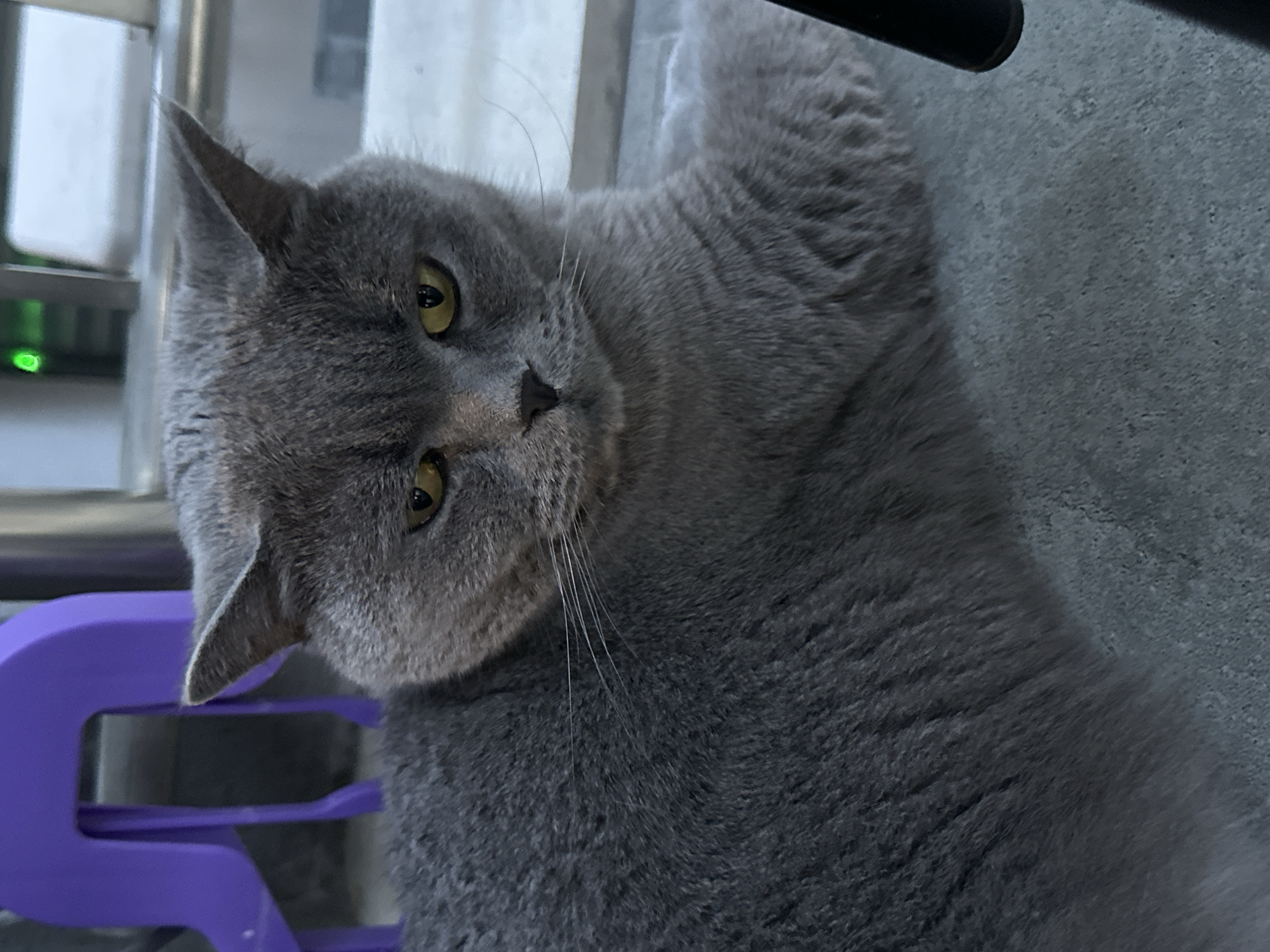 The media file is a close-up, rotated shot of a grey cat lying down. The cat's head is the primary focus, with its yellow eyes looking directly at the camera. Its fur is short and dense. In the background, a purple object, possibly a piece of furniture or a toy, is partially visible on the left side. The setting appears to be indoors, with a textured grey surface beneath the cat. There are no people or text visible in the image. The lighting suggests it could be daytime, but the indoor setting and lack of external views make it difficult to determine the exact time or weather conditions. The cat's expression is neutral and attentive.