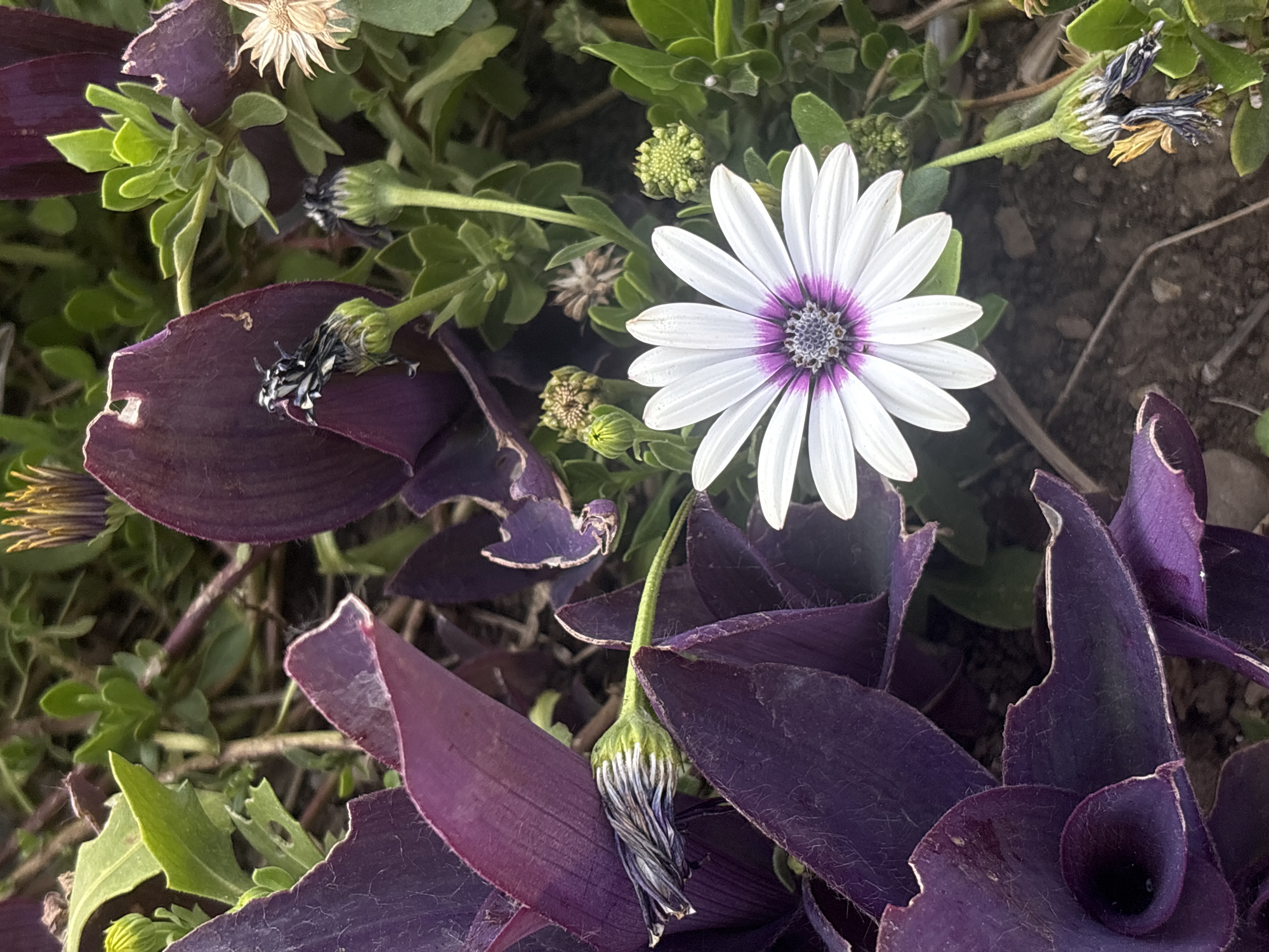 The image depicts a close-up of a garden scene, likely in Bar, Montenegro. The central focus is a white daisy-like flower with a purple center. This flower is surrounded by dark purple leaves, identified as Tradescantia pallida 'Purple Heart'. There are also some green plants visible, including closed and decaying flower heads. The background is a mixture of soil and other plant debris. The scene is lit naturally, with some shadows visible on the leaves.