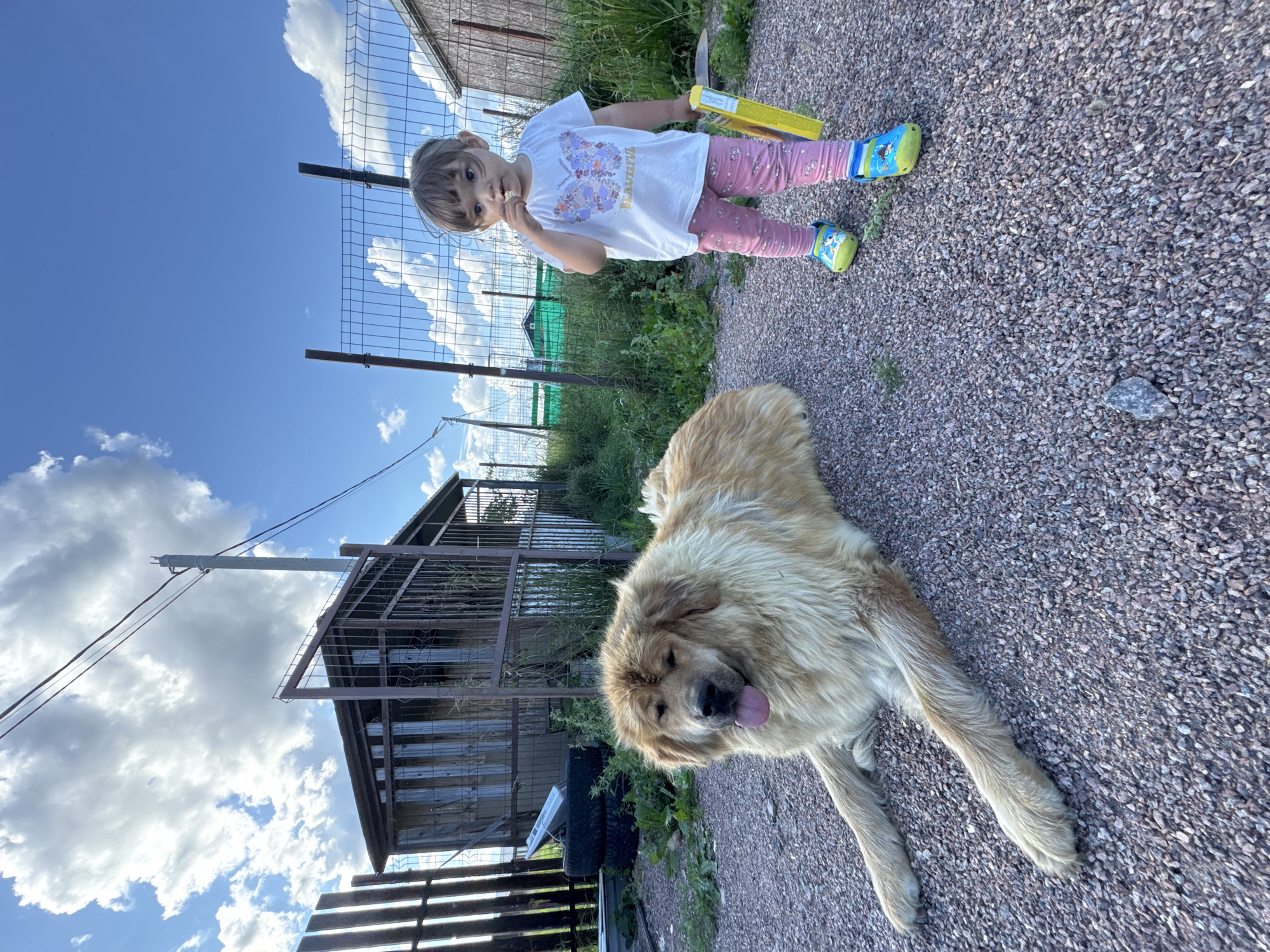 In Kempelevo, Russia, a large, light-colored dog with a fluffy mane lies on a gravel surface. A young child, wearing a white t-shirt with a butterfly design, pink leggings with a pattern, and colorful clogs, stands to the right of the dog, eating. The child holds a yellow object. Behind them, a rustic wooden structure with a metal fence is visible, along with a wire fence and some vegetation. The sky is blue with scattered clouds, and a utility pole with wires is present.