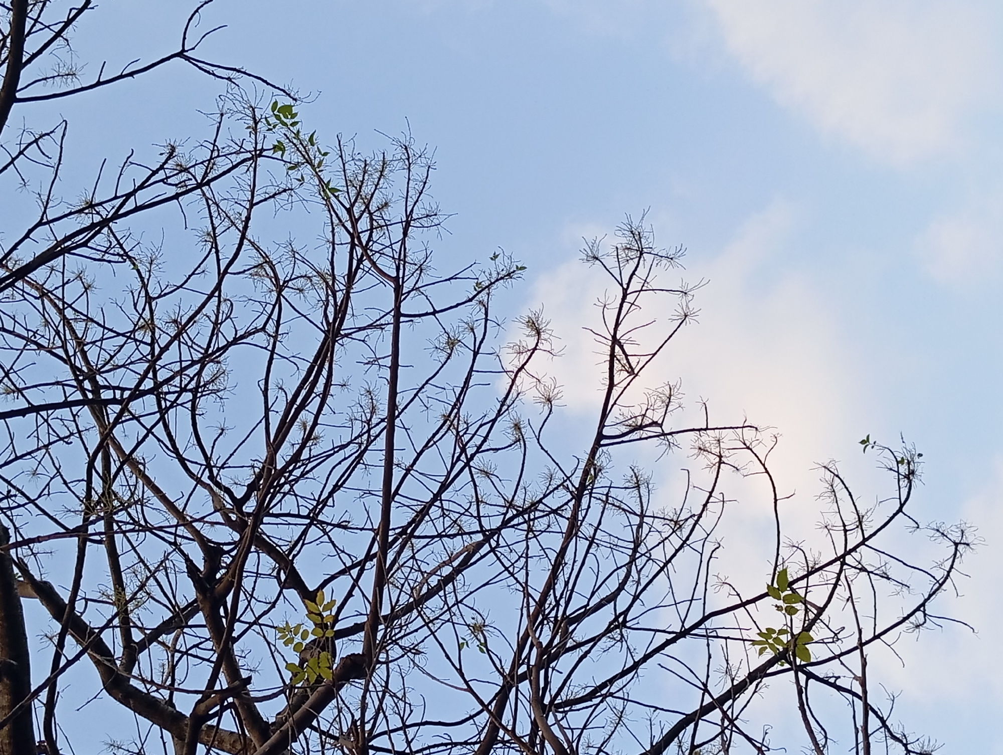 A close-up, low-angle shot captures the intricate network of bare tree branches silhouetted against a pale blue sky with scattered wispy white clouds. A few small clusters of green leaves are visible on some branches, hinting at the approaching spring. The branches are dark brown and angular, creating a complex, almost abstract pattern. The overall scene is serene and suggests a natural setting, possibly a park or garden within the city. There are no people or man-made objects prominently featured in the frame, emphasizing the natural elements.