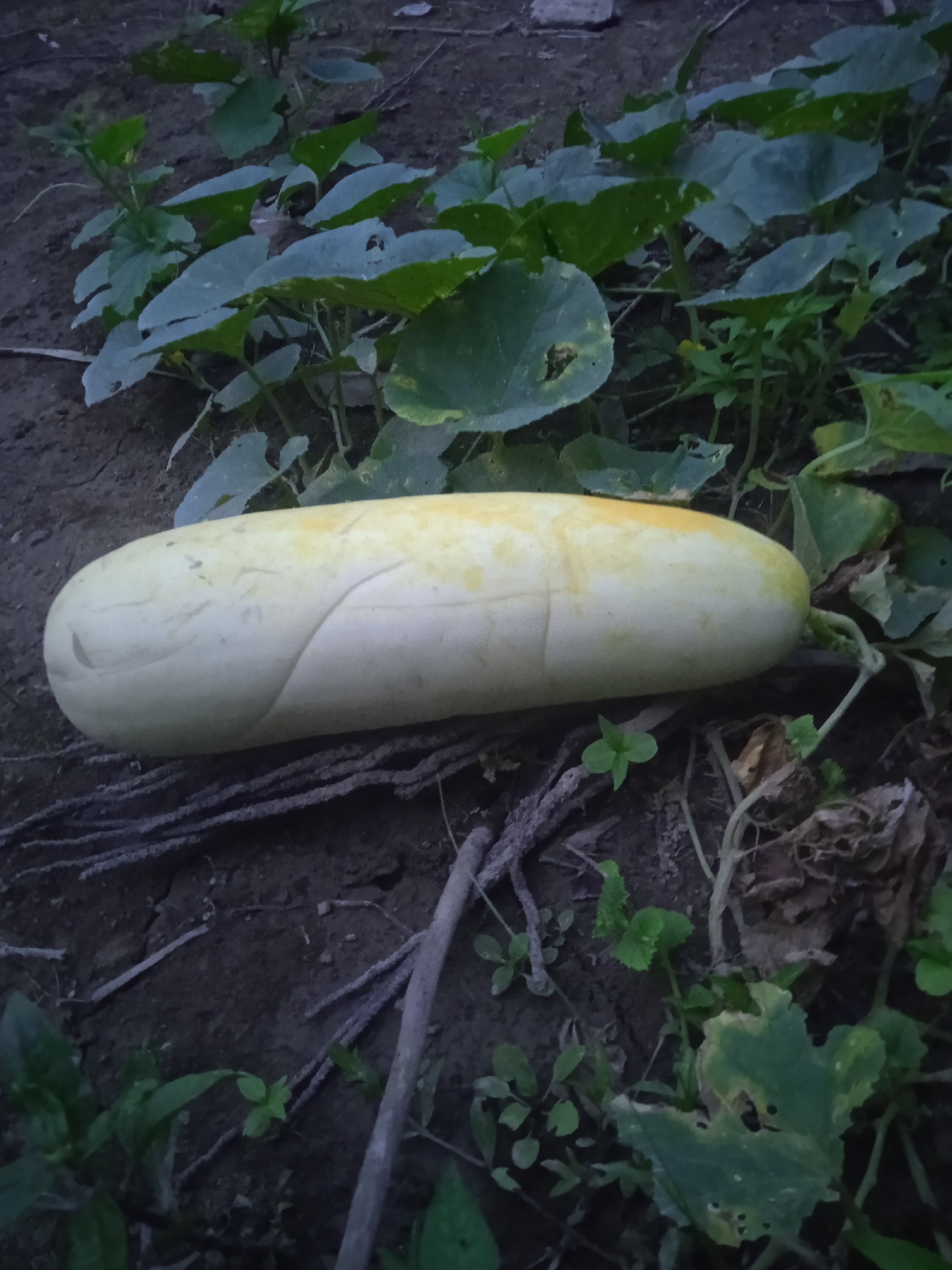 A pale yellow, elongated cucumber rests on dark soil amongst green leaves and dry twigs. The cucumber is positioned horizontally in the center of the frame, taking up a significant portion of the image. It shows faint indentations or markings along its surface. The surrounding environment appears to be a garden or cultivated area, with soil and plant foliage visible. The lighting suggests it may be late afternoon or early morning. The location is identified as Meunasahblang, Indonesia.