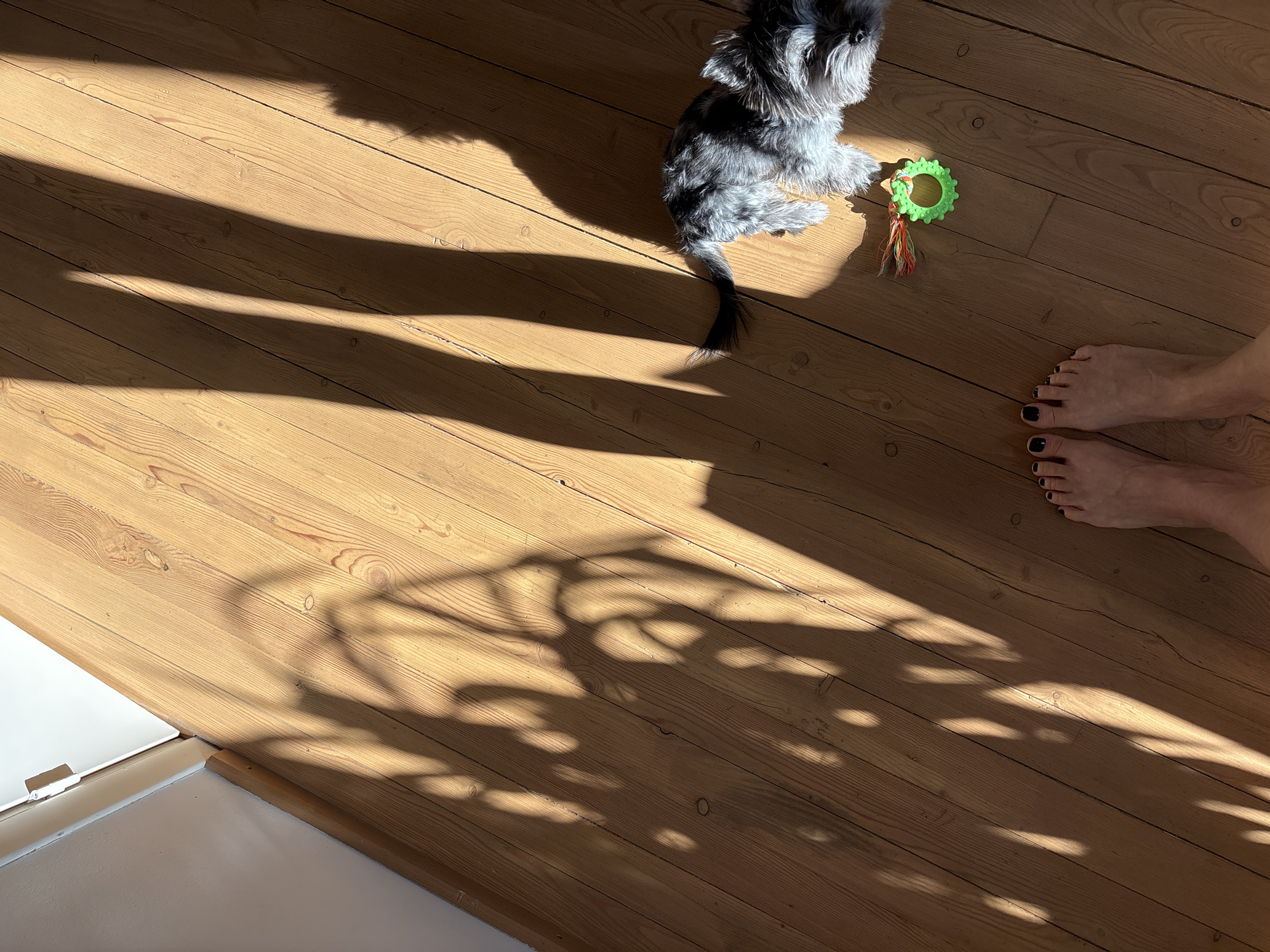 A floor of narrow wooden planks is illuminated by sunlight, casting distinct shadows. A small gray and white dog lies on the floor near a green and orange toy. A pair of human feet with painted black toenails are visible at the edge of the image. A white baseboard is seen on the left. The location is unknown and there is no indication it is in Chaikovsky, Russia.