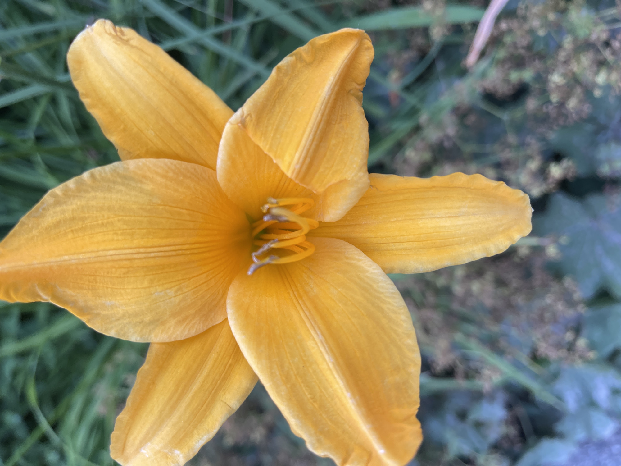 A close-up, top-down view of a vibrant orange lily is centered in the frame. The lily's six petals are broadly spread, revealing a delicate, ruffled texture and prominent veins. In the heart of the bloom, thin, yellow stamens curl inwards. The background is a soft blur of green foliage and muted, dark, and light elements, suggesting a garden setting. The image was captured in Tallinn, Estonia.