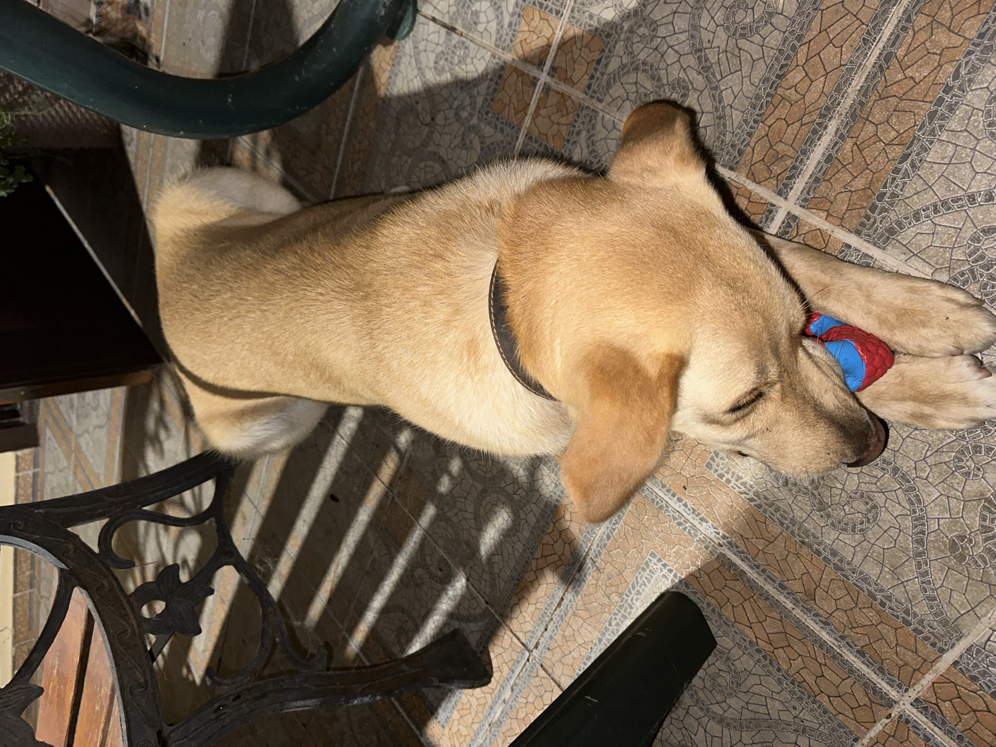 An overhead shot captures a light brown dog lying on a tiled floor, with its head resting on a red and blue textured ball. The dog appears to be napping, with its eyes closed and ears relaxed. Its fur is short and appears clean. The dog is wearing a dark brown collar. The tiled floor has a pattern of light brown and beige tiles with a darker grout. Sunlight casts diagonal shadows from an unseen object, possibly furniture, onto the floor, creating a striped effect. In the background, the dark metal leg of what appears to be a table or bench is visible, along with a curved green object, likely another piece of furniture. The overall environment suggests an outdoor or semi-outdoor setting, such as a patio or garden. There are no people visible in the image. The location is not specified as Sochi, Russia.