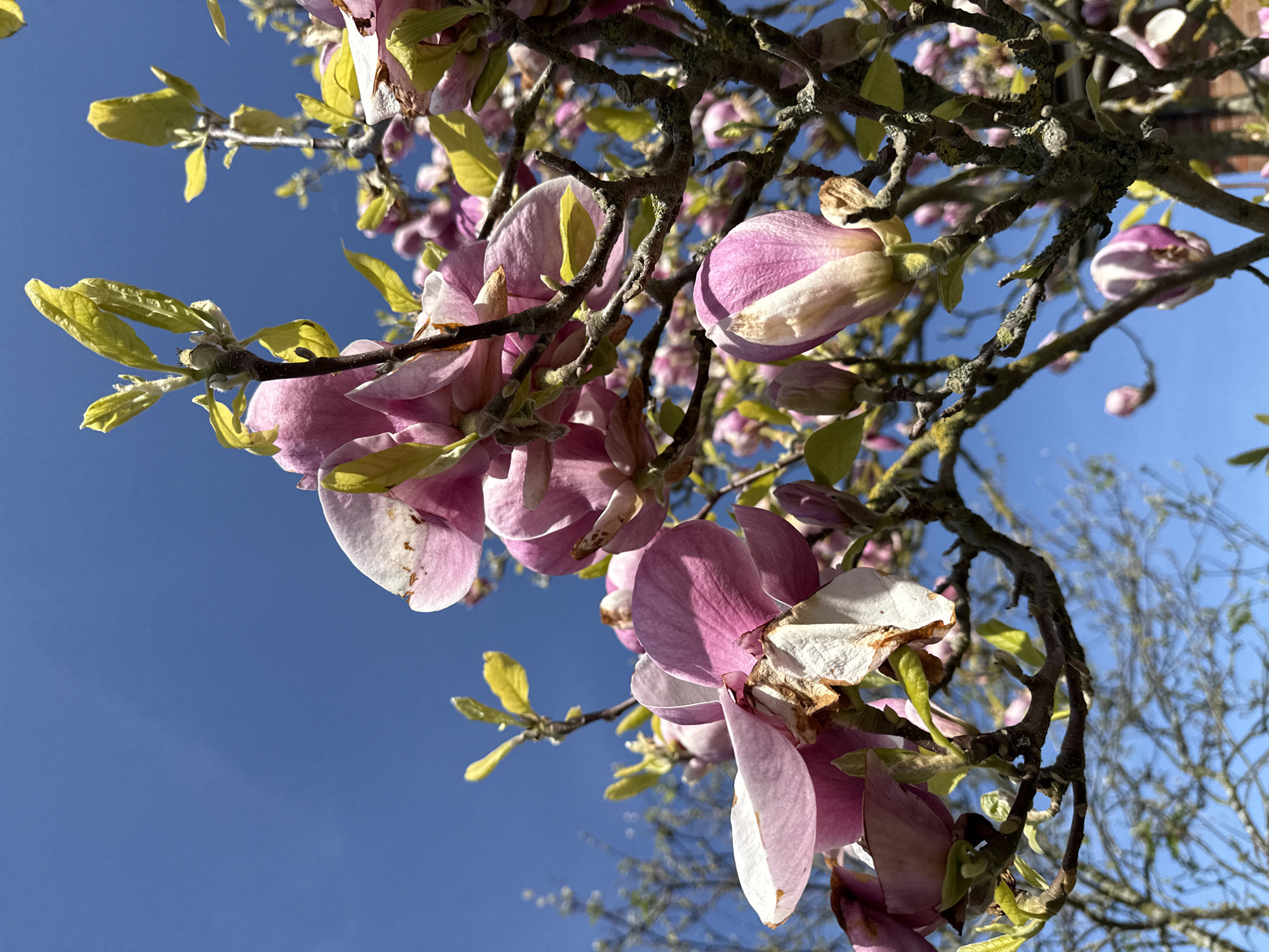 A low-angle shot looks up into a blooming magnolia tree against a clear blue sky. The tree's branches are gnarled and covered with lichen. The magnolia blossoms are a mix of pink and white petals, some fully open, others still in bud. New green leaves are emerging from the branches alongside the flowers.