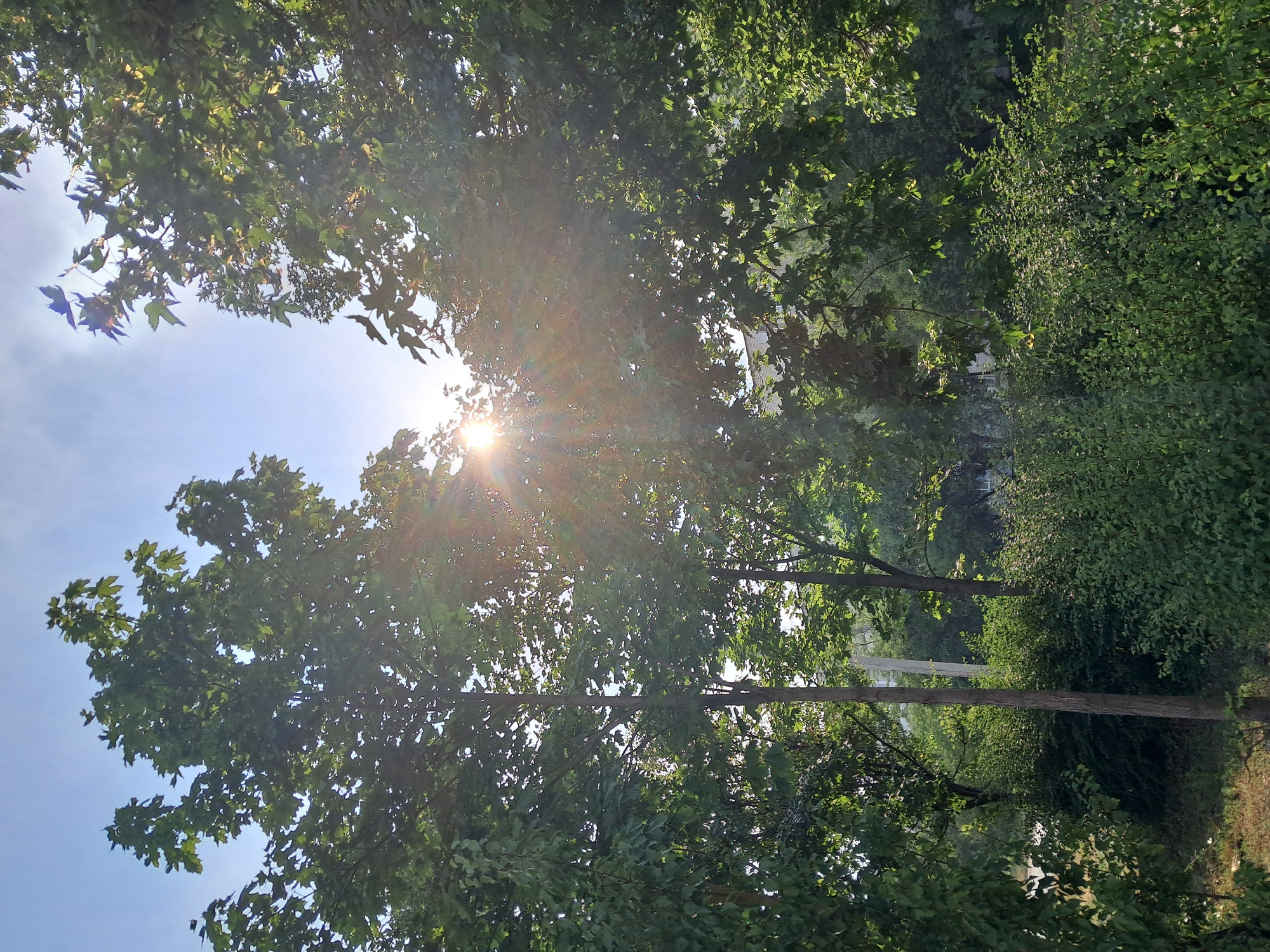 The image shows a view through lush green trees towards a bright sky with the sun shining through, creating lens flares. The foreground is dominated by dense foliage and the trunks of several trees, one appearing to be a tall, slender deciduous tree with a light brown trunk. Behind the trees, hints of buildings with light-colored roofs are visible, suggesting an urban or suburban setting. The environment appears to be a park or a residential area with abundant vegetation. The overall impression is one of a sunny day in a green urban landscape. The specific location in Smila, Ukraine, is not explicitly depicted in the image itself, and no people or specific actions are visible.