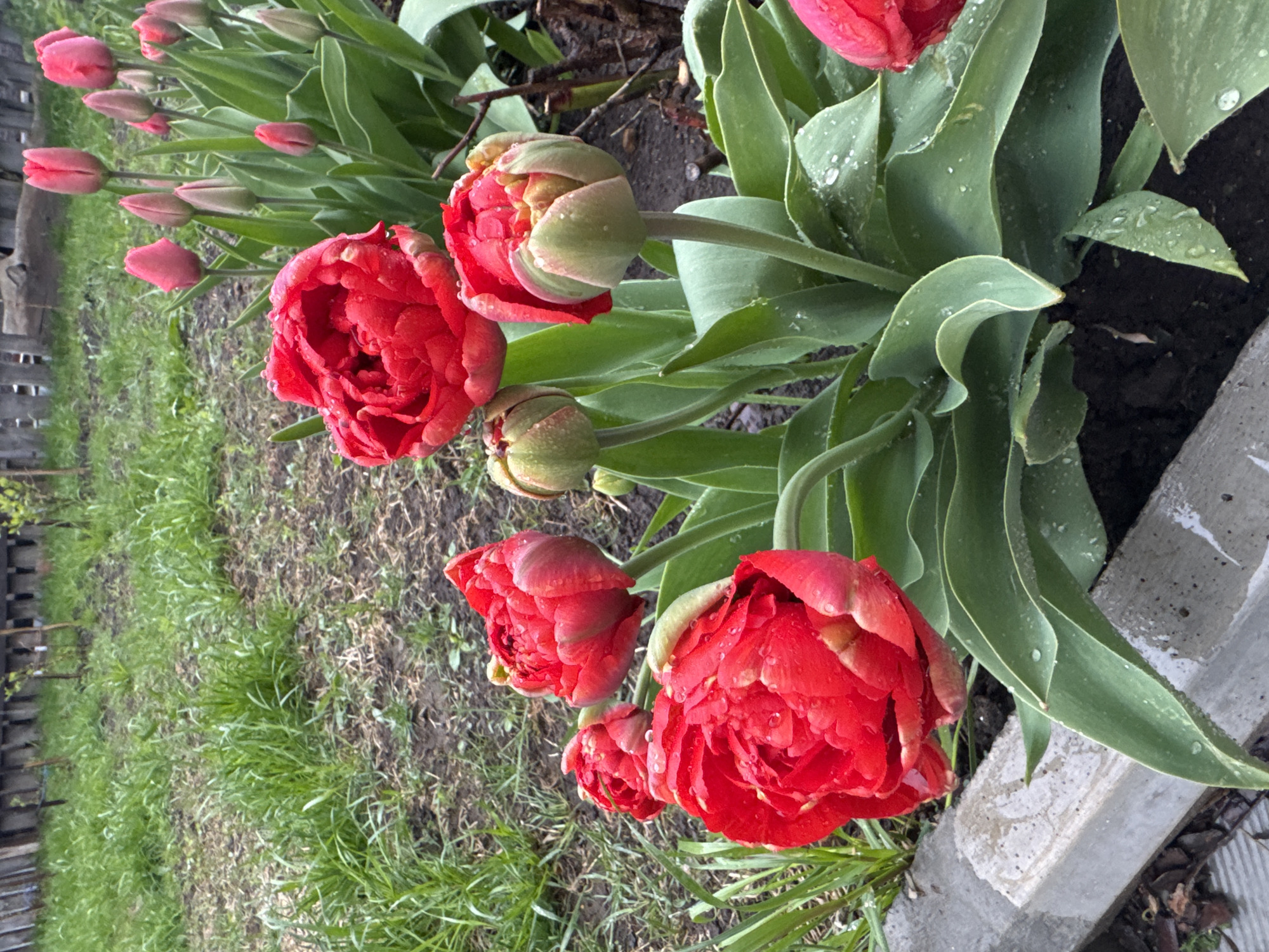 The image depicts a row of red tulips in a garden bed. The tulips are at varying stages of bloom, with some fully open and others still in bud. Dewdrops are visible on the petals and leaves of the tulips. The garden bed is bordered by a concrete edge. Grass and a wooden fence can be seen in the background. The location is unspecified.