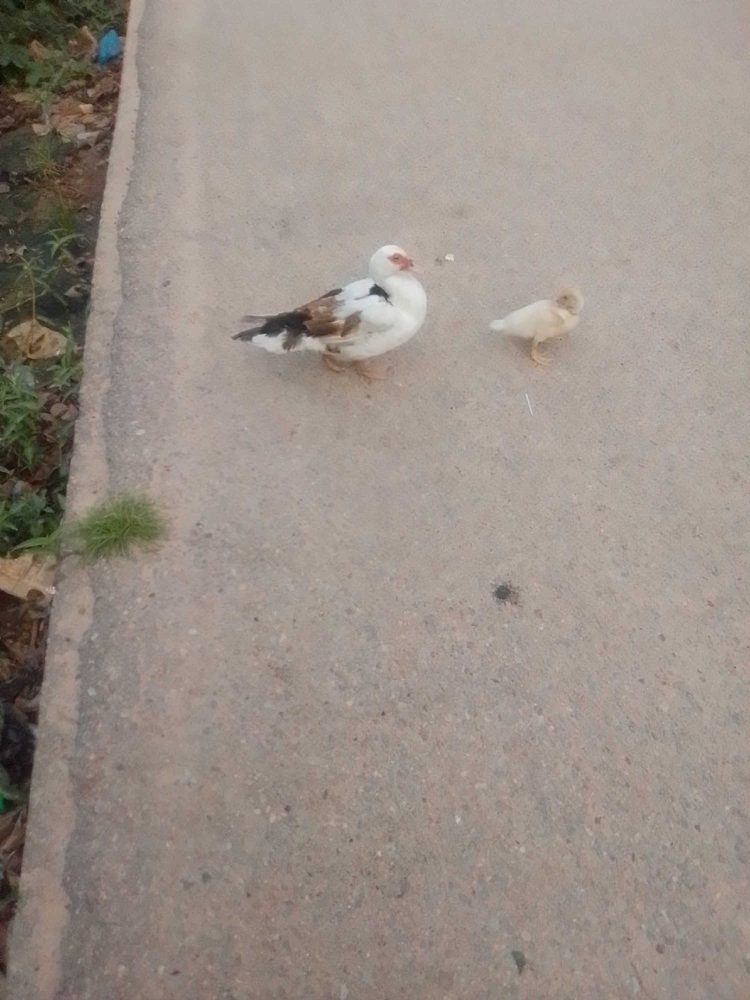 An adult duck and a duckling stand on a paved surface. The adult duck is predominantly white with some brown and black markings on its wings and back. It has a red patch around its eye and a pale beak. The duckling is small and yellow, with delicate legs and feet. The paved surface appears to be a sidewalk or pathway. To the left of the paved surface, there is an area with dry leaves and some green foliage, suggesting a vegetated edge. The background is out of focus but hints at an outdoor, possibly urban environment in Liji Hill, Nigeria.