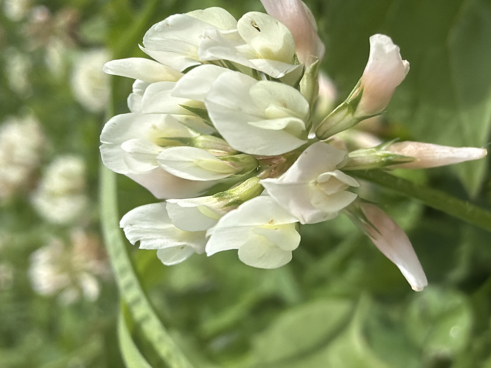 The image is a close-up, eye-level shot of a white clover flower head, likely taken in a park or natural area in Kazan, Russia. The flower is the primary subject, with its delicate white petals and green stem clearly visible. The background is softly blurred, showcasing more clover flowers and lush green foliage, suggesting an outdoor, possibly sunlit environment. There are no people or animals present in the image, and no specific actions are depicted. The focus is on the natural beauty and detail of the flower itself.
