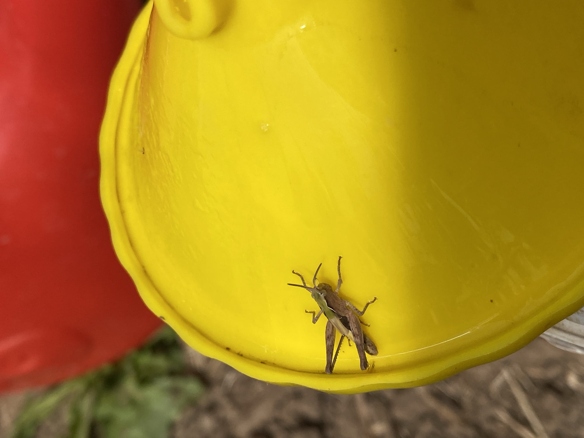 A grasshopper rests on the rim of a bright yellow bucket. The bucket is rounded and appears to be made of plastic. To the left of the yellow bucket, a portion of a red bucket is visible, creating a stark color contrast. The background is blurred, showing hints of dry grass and soil, suggesting an outdoor setting. The lighting suggests it could be daytime, and the overall scene is simple and focused on the grasshopper and the colorful buckets. There are no visible people or text in the image.