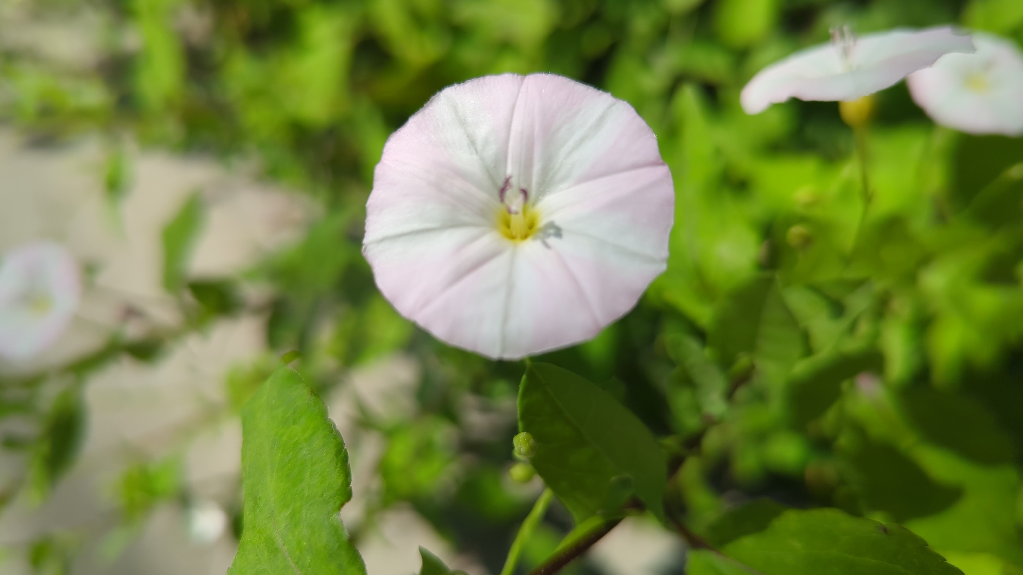 A close-up, vertical shot captures a white and pale pink bindweed flower in the foreground, its petals slightly unfurled to reveal a yellow center. The flower is surrounded by blurred green foliage, suggesting a natural or garden setting. To the lower right, another bindweed flower is visible, also out of focus. In the upper left, a green leaf with visible veins is in sharp focus. The lighting appears to be natural daylight, casting subtle shadows. There is no indication of a specific location within Montreal, Canada, or any people or actions.