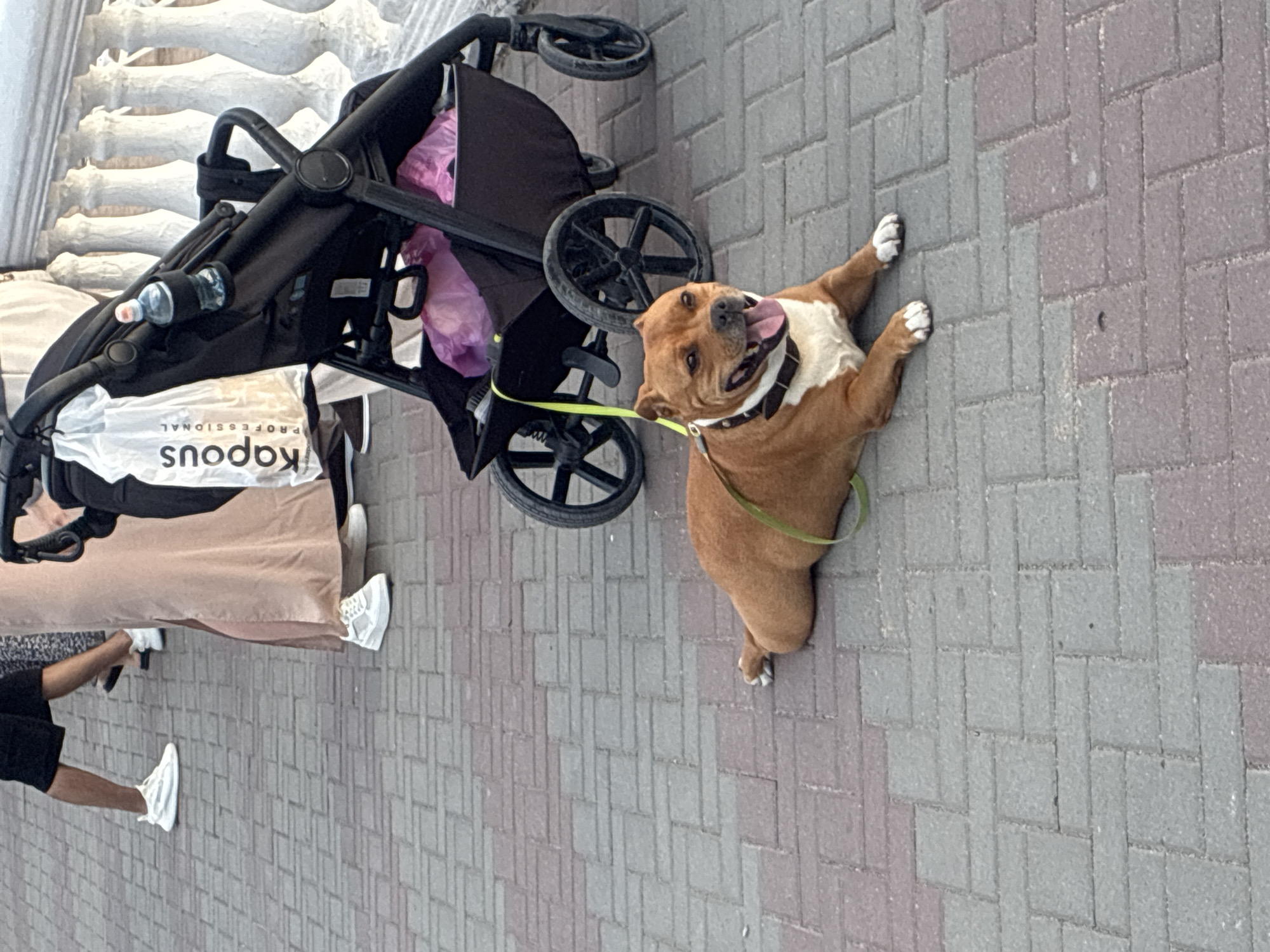 A tan-colored Staffordshire Bull Terrier lies on its stomach on a paved walkway made of gray and reddish-brown rectangular bricks. The dog is wearing a dark collar with white accents and is tethered by a bright green leash. The dog's mouth is open, its tongue is visible, and it appears to be panting happily. Behind the dog, a black stroller is parked, with a white shopping bag labeled "Kapous Professional" hanging from its handle. A bottle of water is attached to the stroller's handle, and pink plastic bags are visible in the stroller's basket. In the background, the legs of several people are visible, including one person wearing black shorts and white sneakers, another person wearing a long, flowing beige dress and white sneakers, and another person wearing a patterned dress and white shoes. A white ornate balustrade is visible in the far background. The scene appears to be outdoors in an urban environment.