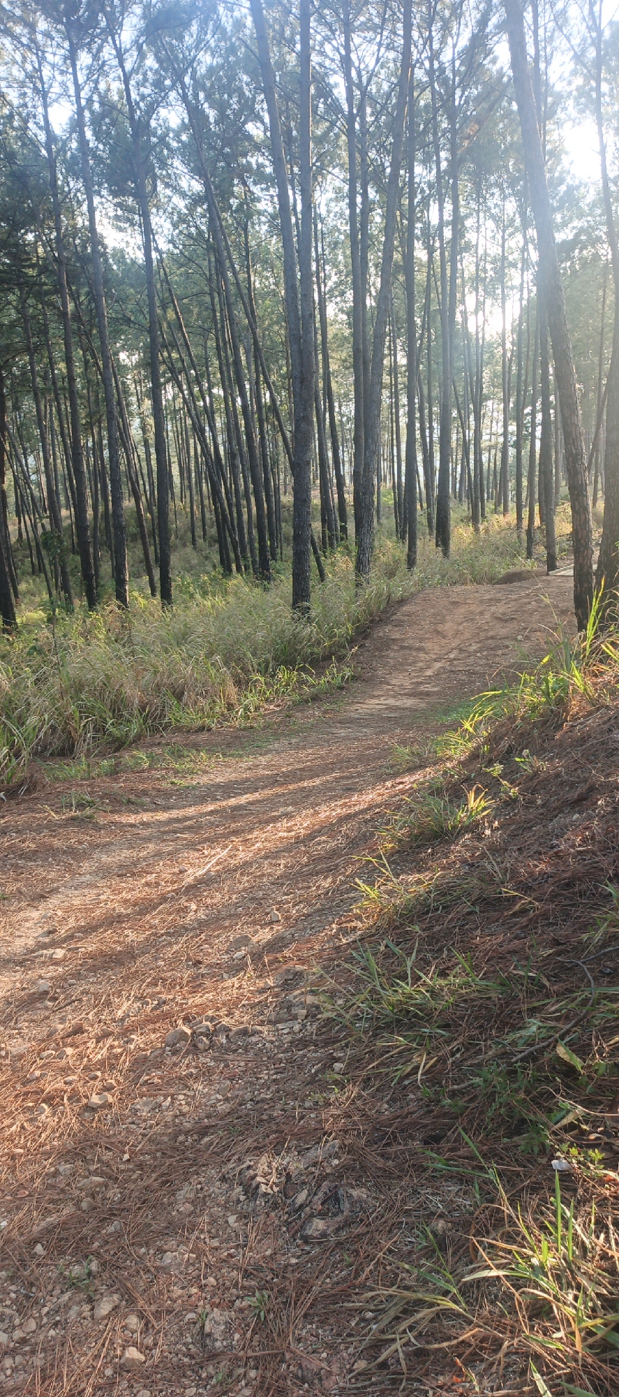 The image depicts a forest trail in Naguanagua, Venezuela. The trail is covered in pine needles and small rocks. Tall, slender trees line both sides of the path. There is dense undergrowth of grasses and weeds along the forest floor. Sunlight filters through the trees, creating shadows on the ground. No people are visible in the scene.