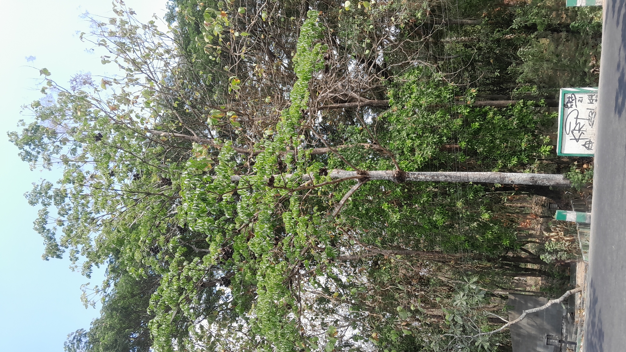 A tall, slender tree with light gray bark stands prominently in the foreground, its branches laden with dark, clustered fruits and a dense canopy of green leaves. It is surrounded by a dense forest of trees with varying shades of green foliage and exposed branches, suggesting a natural, overgrown environment. In the lower right corner, a low, rectangular white sign with green trim is visible, adorned with graffiti. The ground in front of the sign is a paved surface, likely a road, with a concrete barrier or wall extending to the left. The overall scene depicts a natural roadside area in a lush, verdant location, possibly the city of Kasiman, Indonesia, where vegetation is abundant.