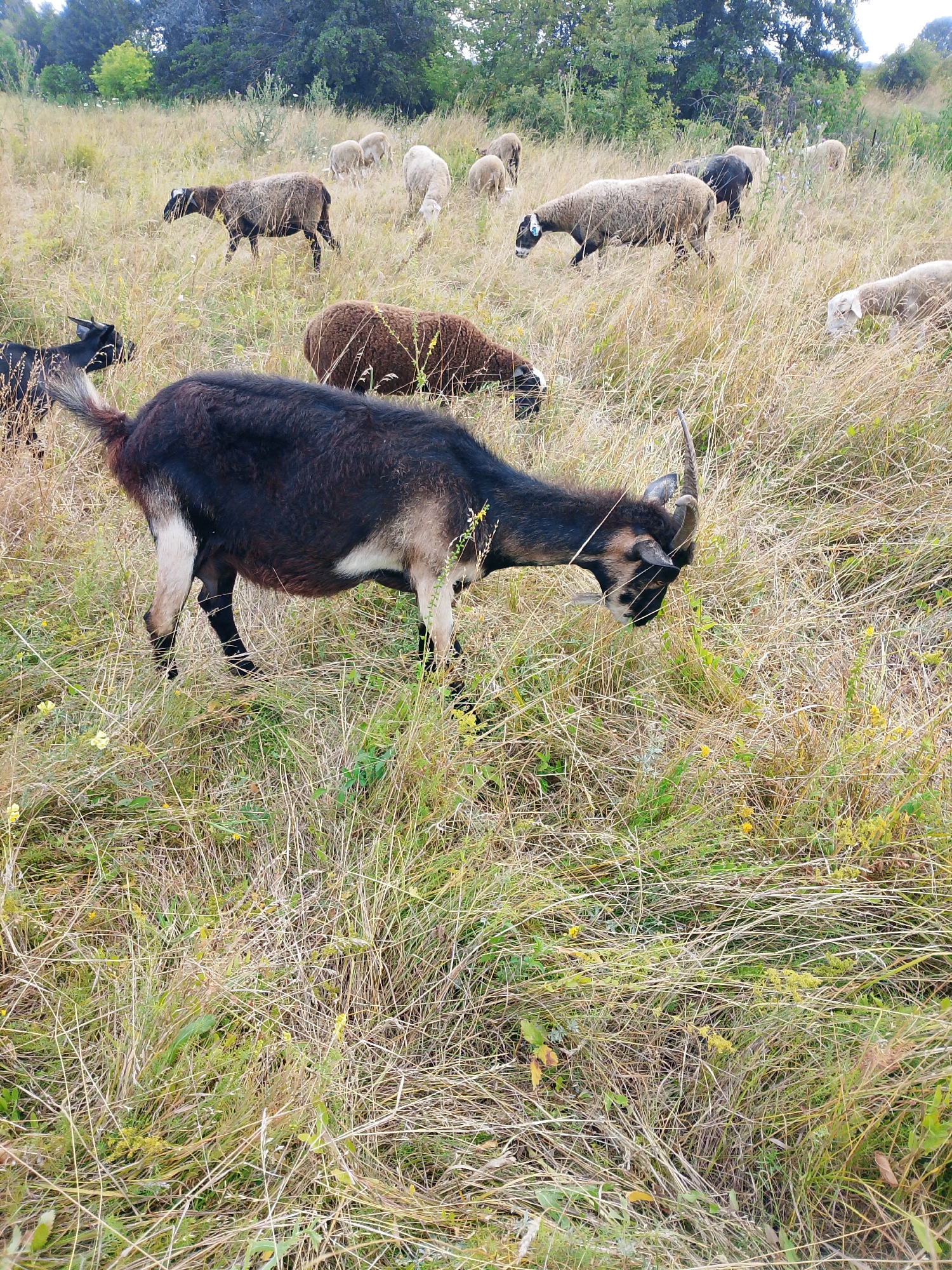 In an outdoor, grassy field with scattered trees in the background, a dark-colored goat with tan markings on its face and legs grazes on dry grass in the foreground. The goat has curved horns. In the middle ground and background, several sheep, mostly white or light brown, are also grazing. The environment is dry and overgrown with tall grass.