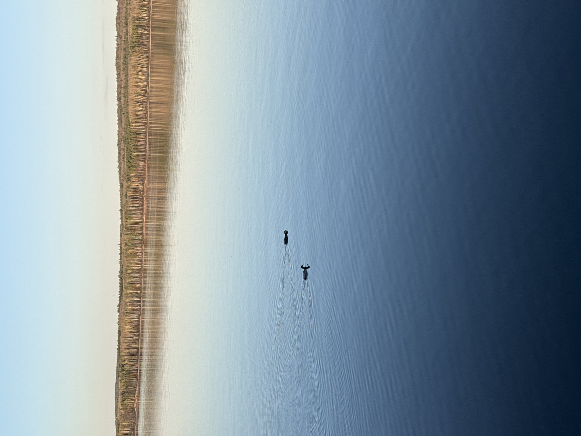 A vertically oriented landscape photograph shows a body of water with two objects in the water, and land with trees and vegetation on the left side. The water takes up the majority of the image and ranges in color from light blue near the land to a deeper blue on the right. There are two small, dark objects floating in the middle of the water, creating wakes behind them. The land on the left has a mix of tan and green vegetation, suggesting a shoreline with trees and grasses. The sky is light blue and occupies the top left corner of the image. The exact location is Unknown, Unknown.