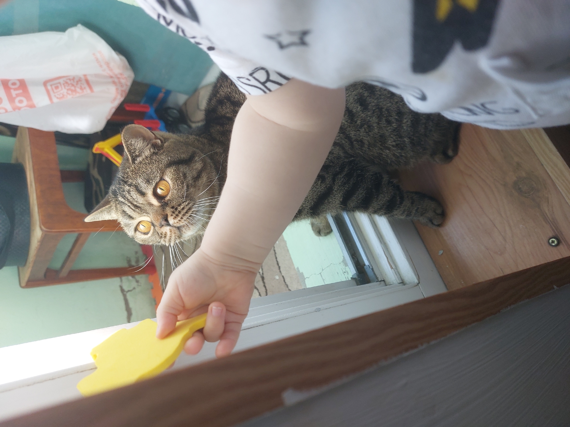 A close-up, eye-level shot shows a toddler's hand holding a yellow, leaf-shaped object towards a tabby cat. The cat, with bright orange eyes and prominent white whiskers, is looking directly at the object. The scene appears to be indoors, near a window with a wooden frame and sill. The background is out of focus but suggests a domestic setting with a wooden chair, a white plastic bag with red lettering, and some toys. The flooring is made of light-colored wood. The overall lighting is natural, coming from the window. The image is devoid of specific geographical markers that would place it in Chaikovsky, Russia.
