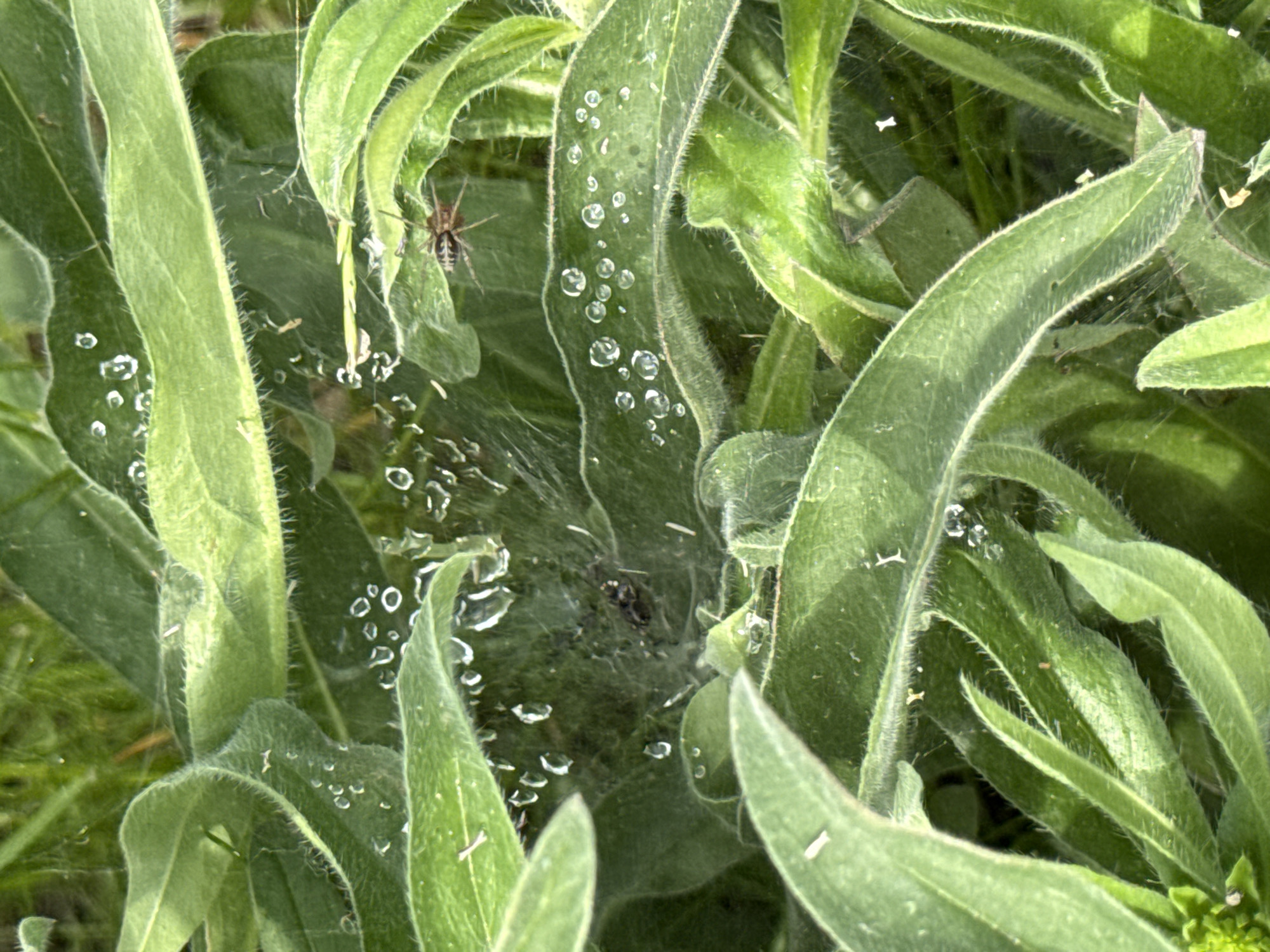 This media file captures a close-up, high-angle view of lush green foliage in Berezyna, Ukraine, featuring an intricate spiderweb heavily laden with water droplets. The scene likely depicts an early morning or post-rain environment, given the abundant moisture.
The primary subjects are the vibrant green leaves, which are elongated and appear to be covered in fine, light-colored hairs, particularly along their edges. These leaves are densely arranged, forming a natural, verdant backdrop. A delicate spiderweb is spun between the leaves, acting as a detailed network across the frame. Numerous small, spherical water droplets are scattered across the web and some of the leaf surfaces, reflecting light and creating a sparkling effect.
Two spiders are visible. One prominent spider, with a striped body and discernible legs, is positioned in the upper left section of the image, resting on or near the web. Another, darker, and less distinct spider can be seen more centrally within the denser part of the web, partially obscured by the web's strands and droplets. The activity depicted is simply the natural presence of spiders and their web amidst wet foliage.
Notable details include the clear spherical shape and reflective quality of the water droplets, suggesting bright natural light. The texture of the hairy leaves and the fine strands of the spiderweb are clearly visible, indicating a detailed, macro-style shot. There is no visible text in the image.