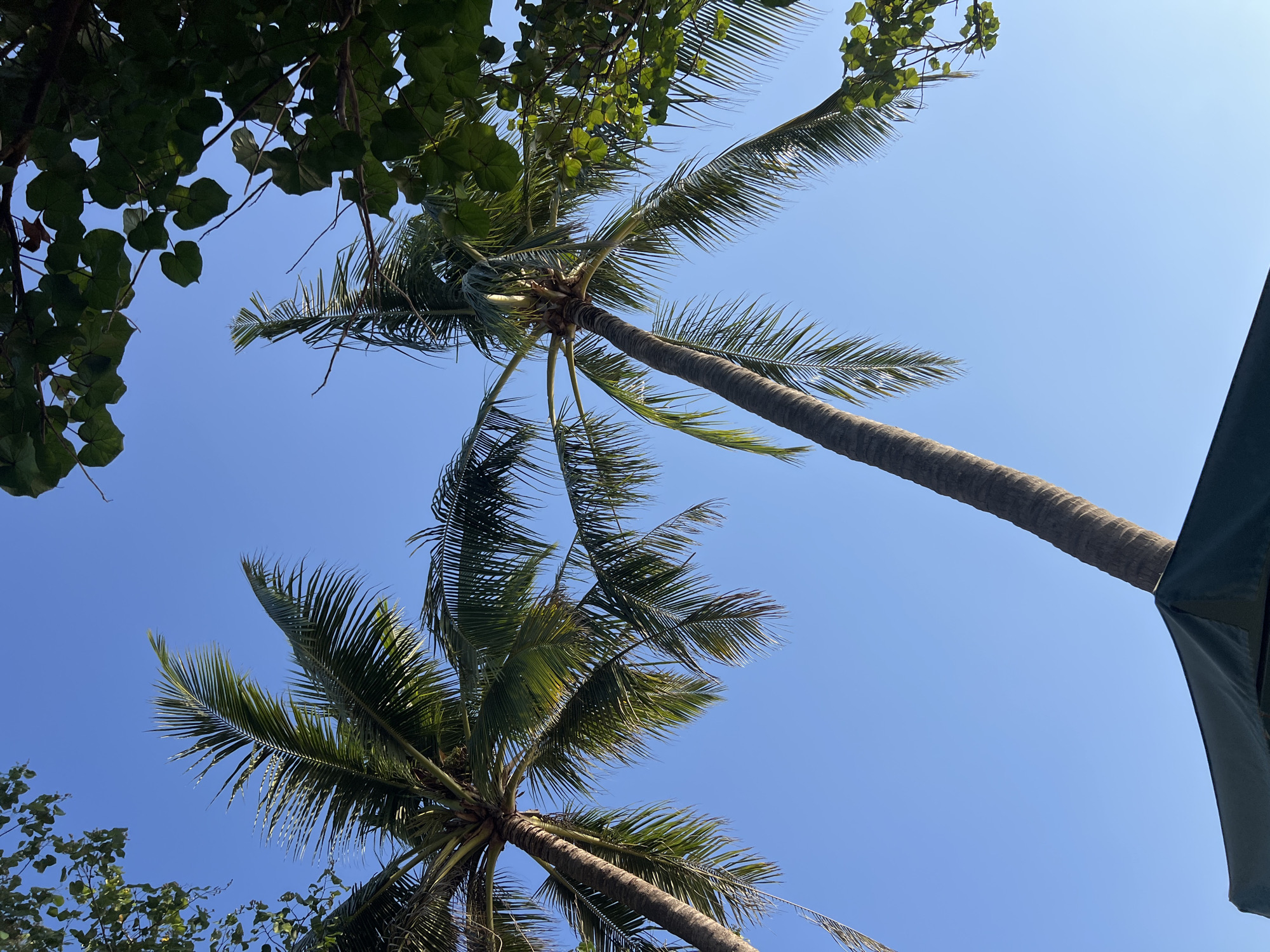 The image, taken in Kuta, Indonesia, captures a low-angle view of two palm trees against a clear blue sky. Lush green foliage from other trees frames the top edges of the shot. In the foreground, the dark green fabric of an umbrella or tent is visible, with the textured, brown trunk of one palm tree rising above it and extending diagonally towards the upper right. The fronds of both palm trees are spread out, casting subtle shadows on the sky. The scene is serene, with no people or discernible activity.