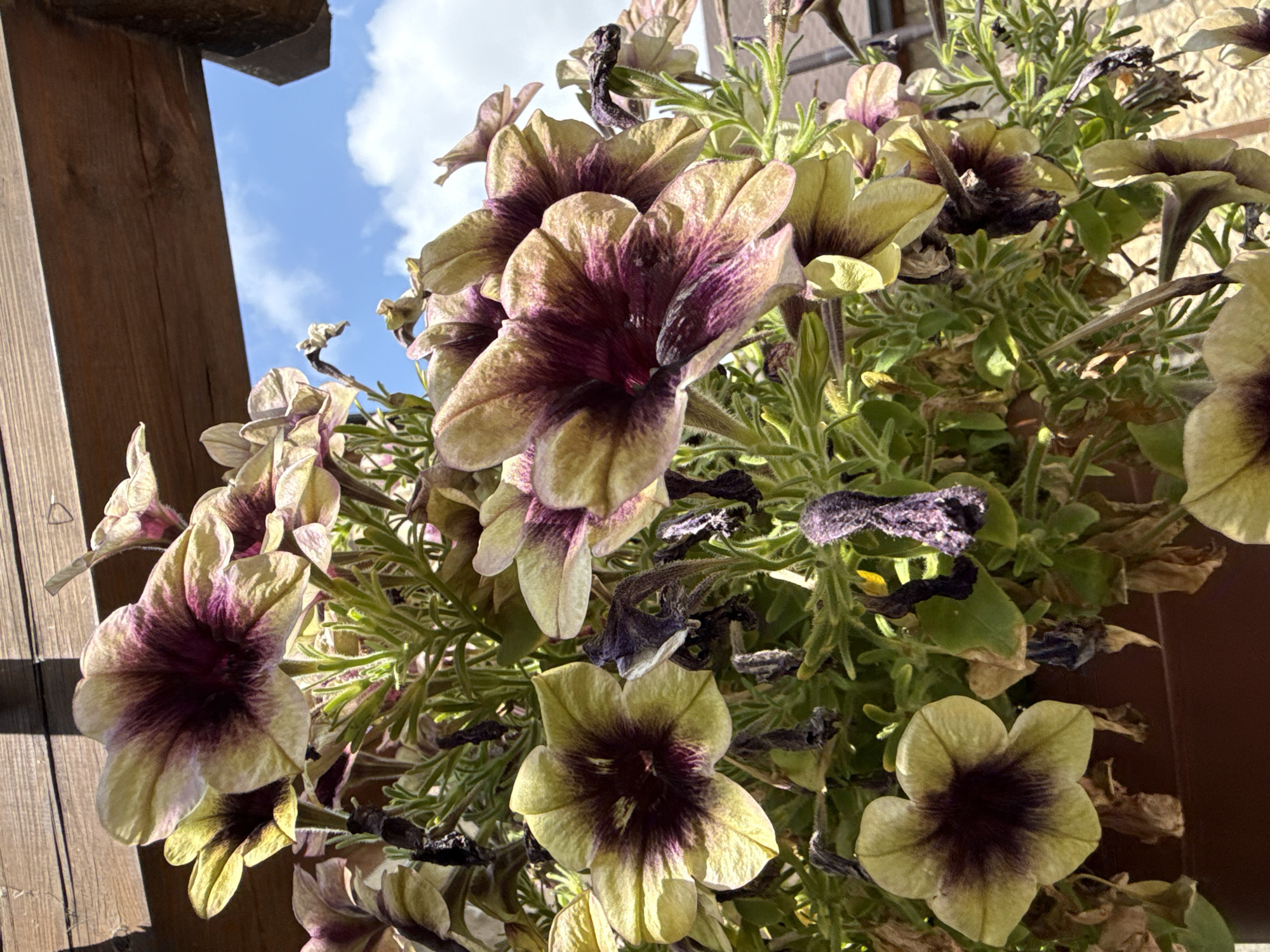 A close-up, eye-level shot shows a hanging basket of petunias under a wooden pergola in Mirikənd, Azerbaijan. The petunias have a bicolor pattern, with yellow or light green outer petals and deep purple or burgundy throats. Some of the flowers are in full bloom, while others are wilted or have dried petals. The green foliage of the petunias is visible throughout the basket. In the background, a bright blue sky with scattered white clouds can be seen through the gaps in the wooden pergola. The texture of the weathered wooden beams of the pergola is prominent in the upper portion of the frame. The bottom of a brown planter is partially visible at the very bottom of the image.