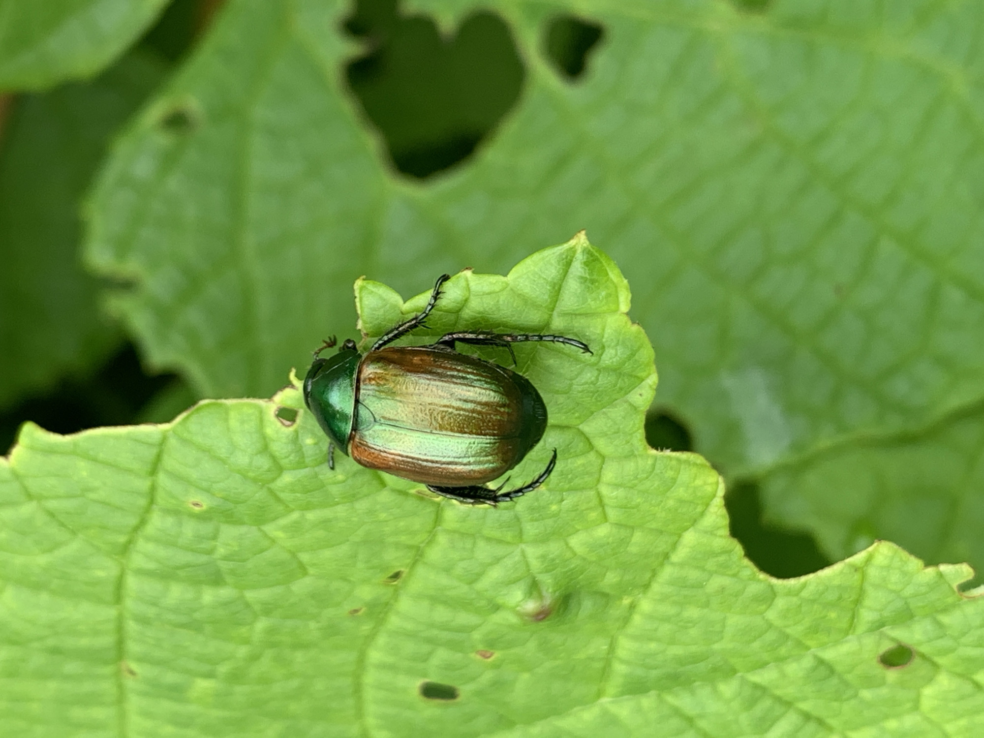A close-up, high-angle shot shows a Japanese beetle resting on a green, textured leaf. The beetle's iridescent shell displays shades of green and coppery brown. The leaf has irregular, chewed edges and visible veins. The background is a blurred, out-of-focus green, suggesting other foliage. The image is sharp and detailed, focusing entirely on the insect and the leaf. There is no information available about this image being located in Ustinovka, Russia.