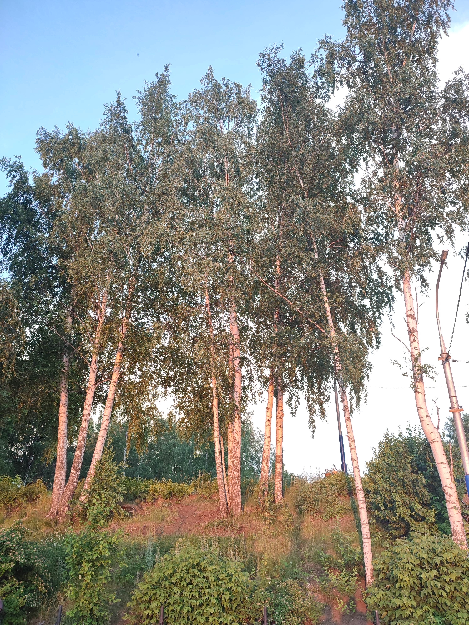 The image shows a grove of birch trees on a gentle slope under a clear blue sky. The trees have characteristic white bark with dark markings and are covered in green leaves. The ground is covered with grass and various types of low-lying green vegetation. In the background, more trees can be seen, creating a dense forest. To the right of the birch trees, a light pole with wires is visible, suggesting the presence of infrastructure within or near the natural setting. The lighting suggests it is either early morning or late afternoon, with warm light illuminating the scene. There are no people or animals visible in the image. The location is a natural landscape with some man-made elements.