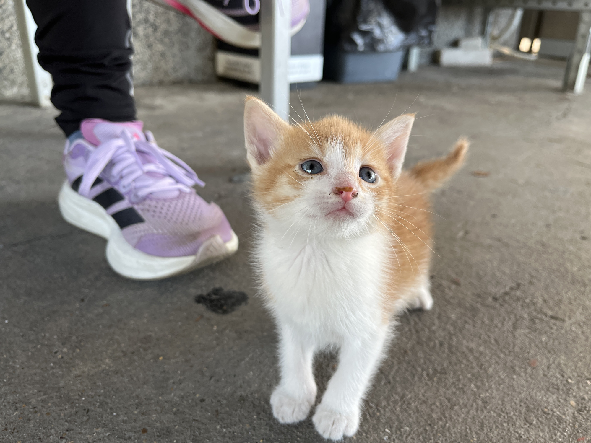 A close-up, eye-level, outdoor shot captures a ginger and white kitten standing on a concrete surface. The kitten faces the camera, its blue eyes wide and its pink nose slightly dusty. To the left of the kitten, a person's legs are visible, wearing black pants and a purple athletic shoe. The shoe is laced and has black stripes. In the background, the ground appears to be concrete, with some dark debris visible. The overall setting suggests an urban or outdoor environment.