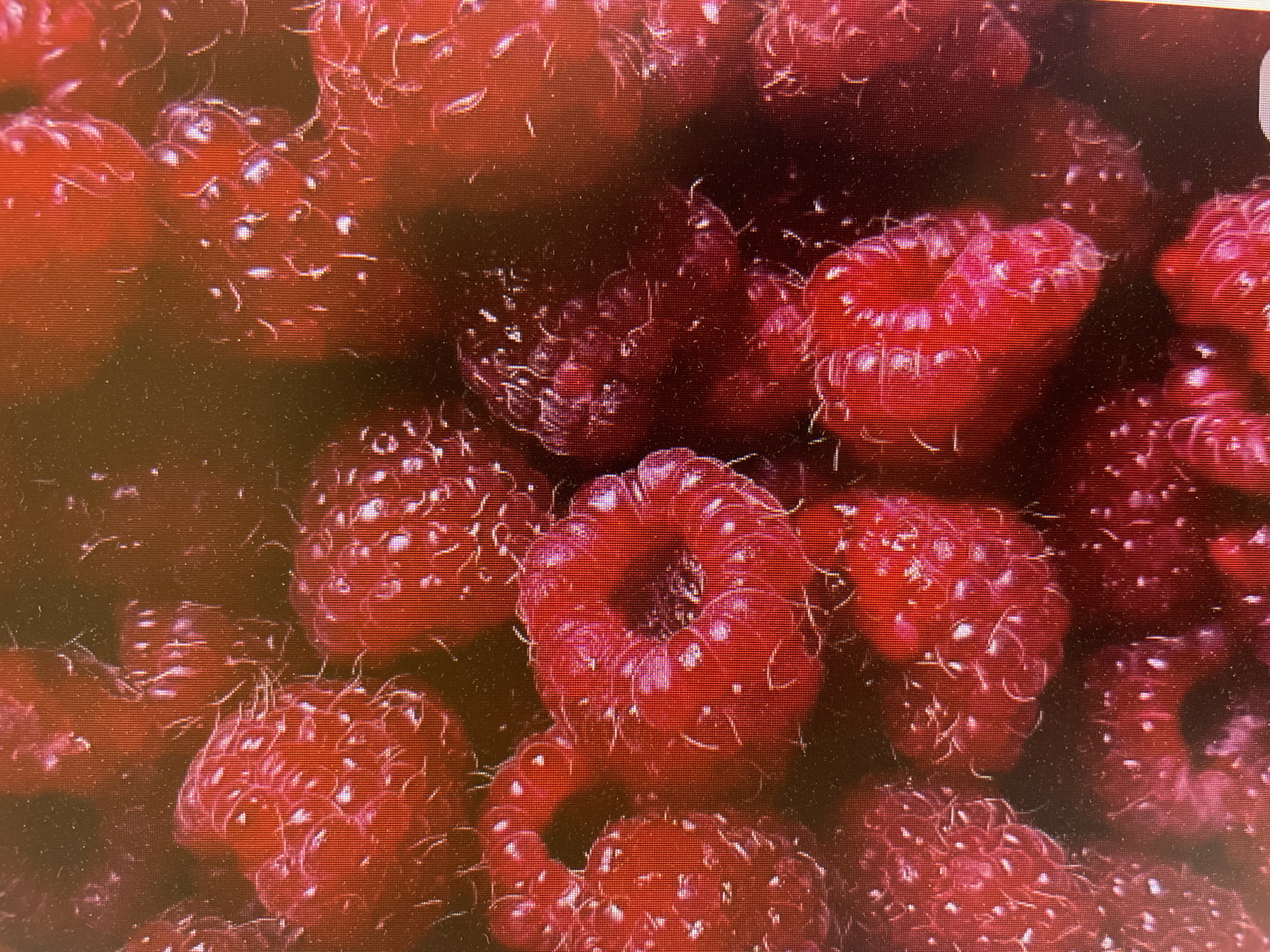 The image shows a close-up view of a cluster of red raspberries. The raspberries are the primary subject, filling the frame. Each berry is composed of many small, individual drupelets. The texture is detailed, showcasing the tiny hairs and glossy surfaces of the drupelets. The lighting is slightly muted, creating soft shadows between the berries. There is no visible indication of the location being Poltava, Ukraine or any indication of people, actions or interactions.