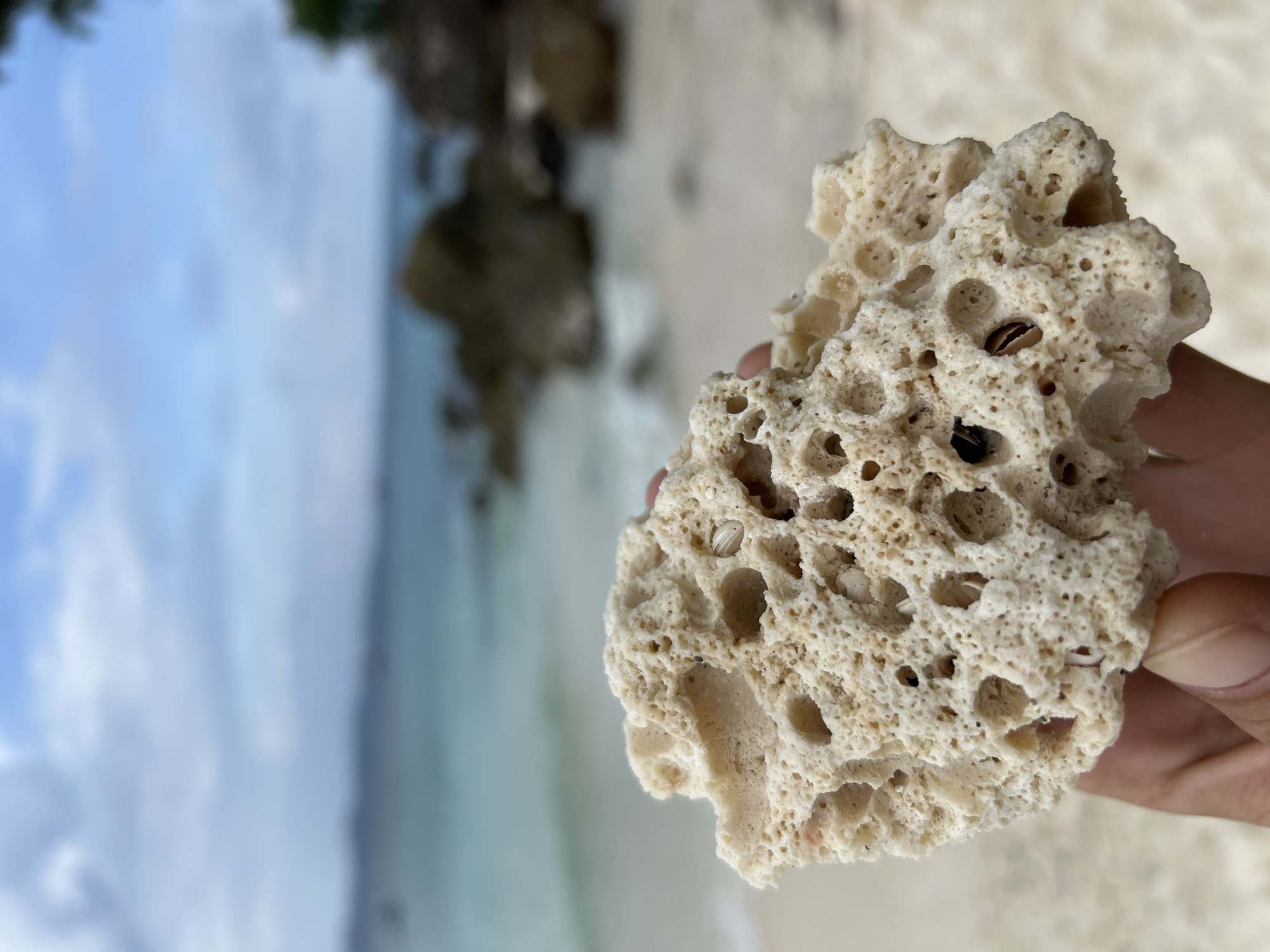 A person's hand holds a piece of porous, light-colored coral against a blurred background of a beach, turquoise water, and a cloudy sky. The coral is intricate with many small holes and some embedded shells. The ocean waves gently break on the sandy shore. In the distance, rocky outcrops emerge from the water. The scene is set in Tambon Phru Nai, Thailand.