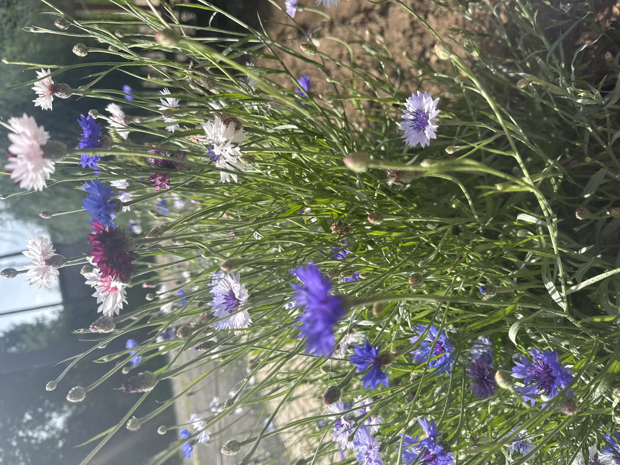 A cluster of cornflowers, also known as Bachelor's Buttons, are in bloom. The flowers display a variety of colors including shades of purple, blue, and white. Some of the flowers are in full bloom, while others are still developing buds. The plants are surrounded by tall, thin green stems and leaves. The background is blurred, but appears to be an outdoor setting with hints of a paved surface, foliage, and a faint sunlight glow. The image does not depict any people or specific identifiable landmarks of Vereshchagino, Russia.