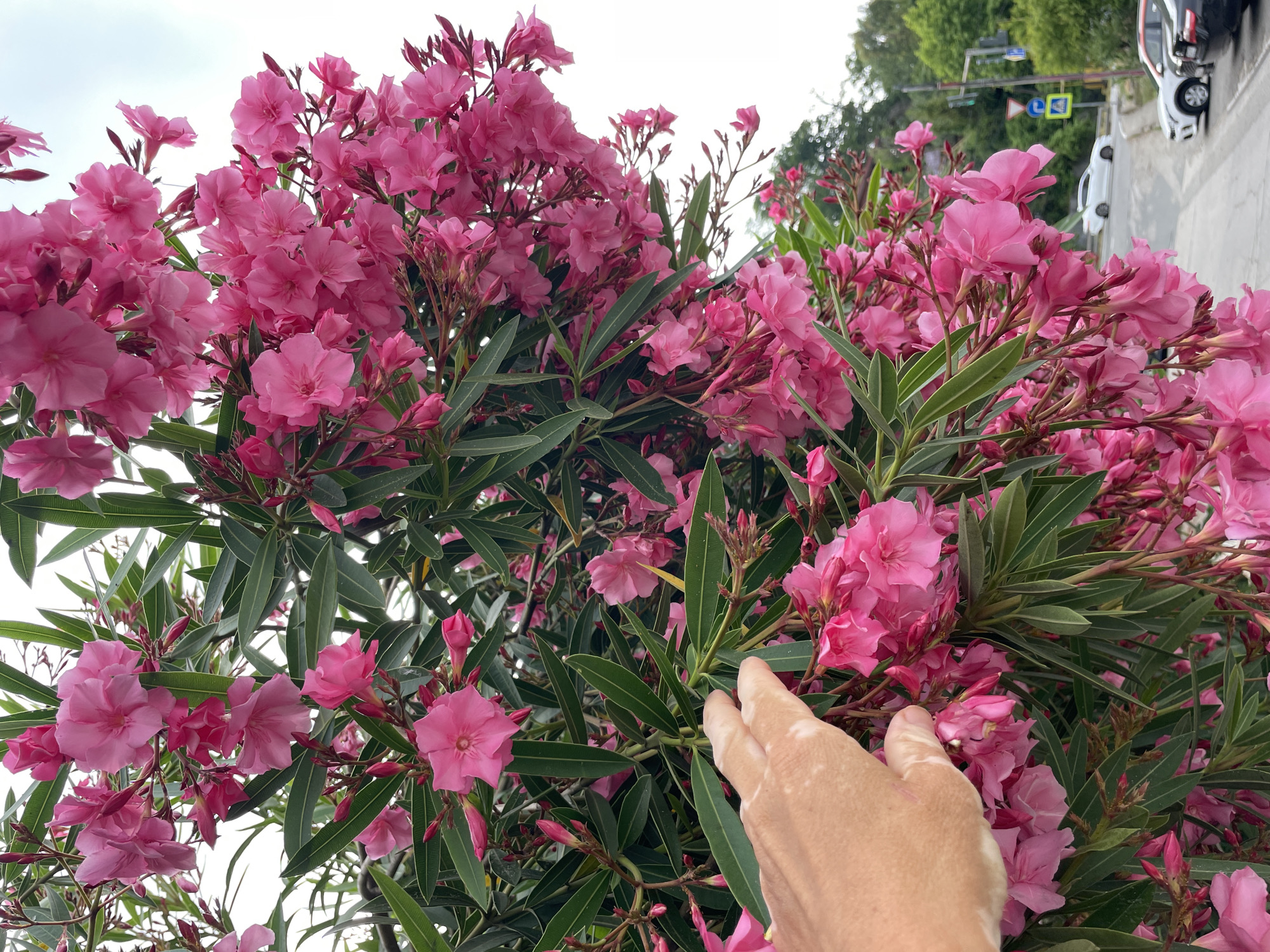 The image depicts a close-up view of a blooming oleander bush with vibrant pink flowers and green leaves. A person's hand, displaying vitiligo, is reaching towards the flowers. In the background, a street scene is visible with parked cars and traffic signs, suggesting an outdoor urban environment. The lighting suggests it is daytime. While the image is undated, the presence of traffic signs and cars is consistent with a city setting.
