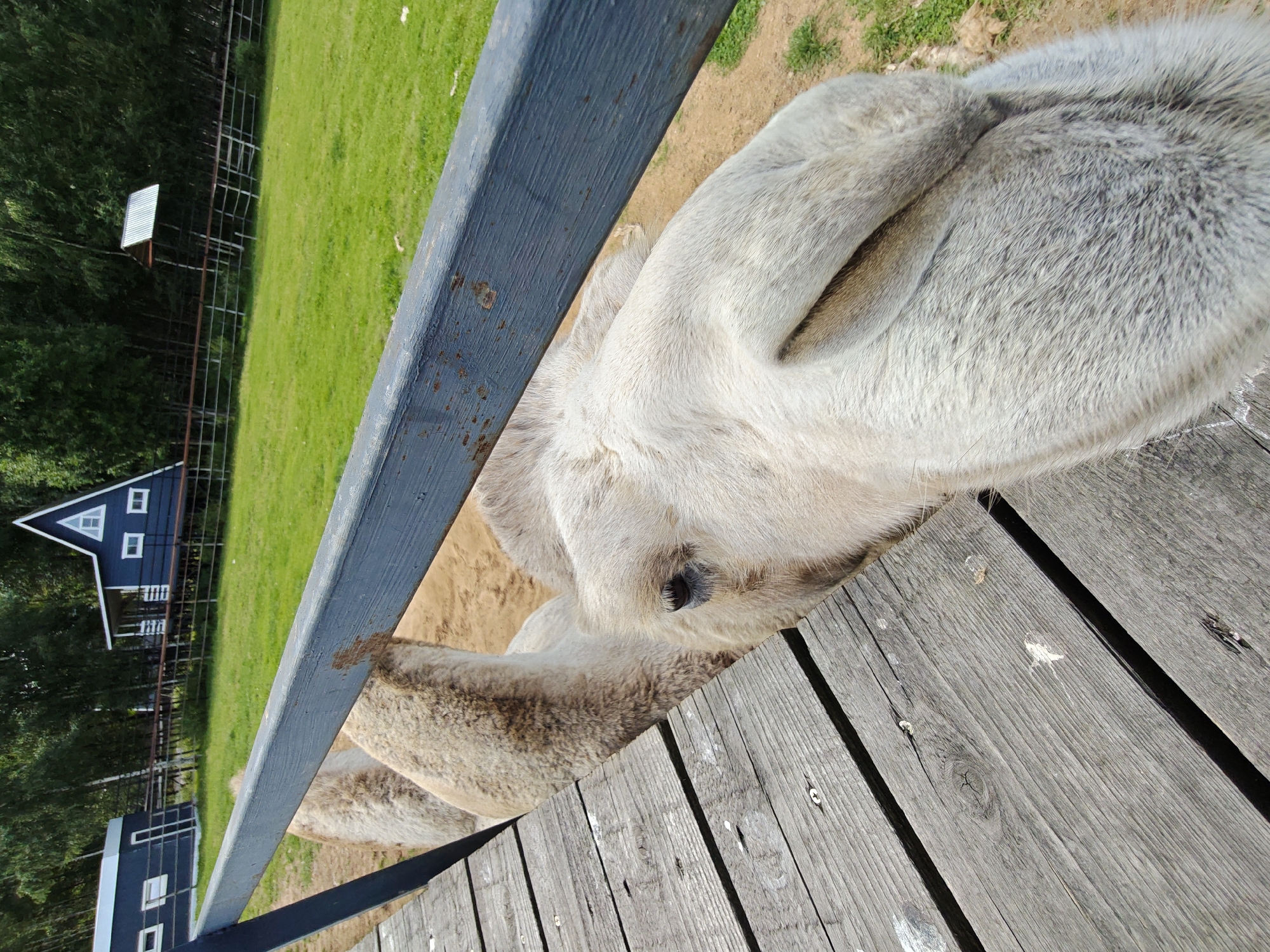 In Dorishchi, Russia, a light-colored camel's head and neck are visible in close-up, peering over a rustic wooden platform. The camel's fur is short and light brown, and its eye is dark and appears to be looking downwards. The wooden platform is constructed from weathered planks, some of which are slightly separated, revealing a sandy area beneath. A weathered, dark blue wooden rail runs horizontally across the image, partially obscuring the camel. In the background, a lush green field is visible, with a fence line and several wooden structures, including a dark blue building with a triangular roof. The overall environment suggests an outdoor enclosure, possibly a farm or a zoo.