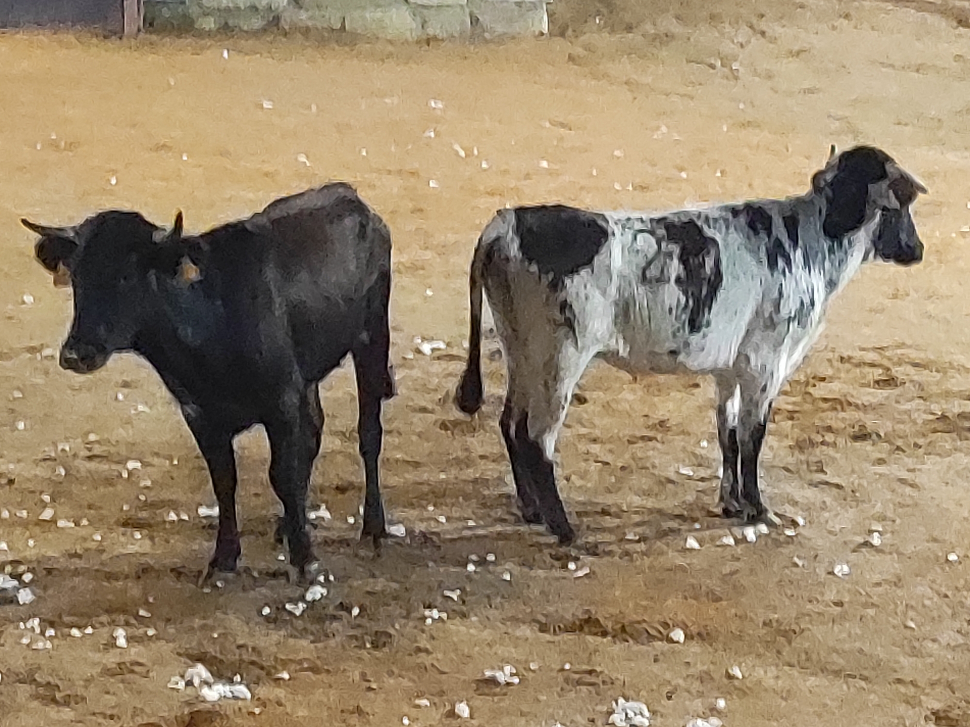 In the city of Sobradillo, Spain, two cattle stand in an outdoor enclosure with a dirt ground. On the left, a dark-colored bull faces left, its head turned towards the viewer. On the right, a white bull with black patches stands facing right, with its head turned slightly back towards the viewer. The ground is sandy and scattered with small white objects, possibly stones or debris. In the background, a fence or wall is visible.