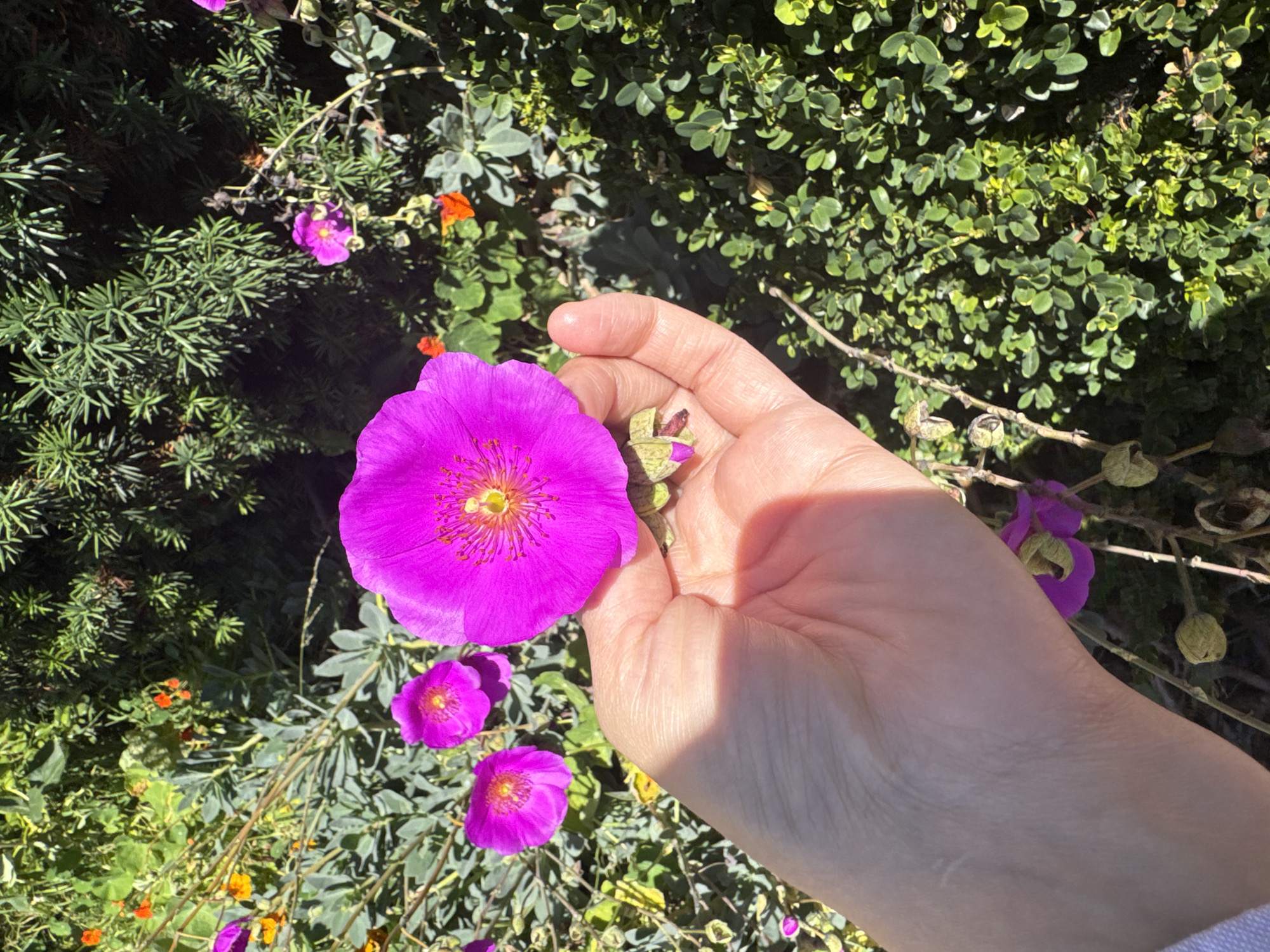 A hand is shown in the foreground, holding a bright pink flower with yellow stamens. The hand is positioned to the right of center in the image. The background consists of lush green foliage with several other pink flowers and some small orange flowers. The scene appears to be in a garden. No specific location in San Francisco can be identified from the image.