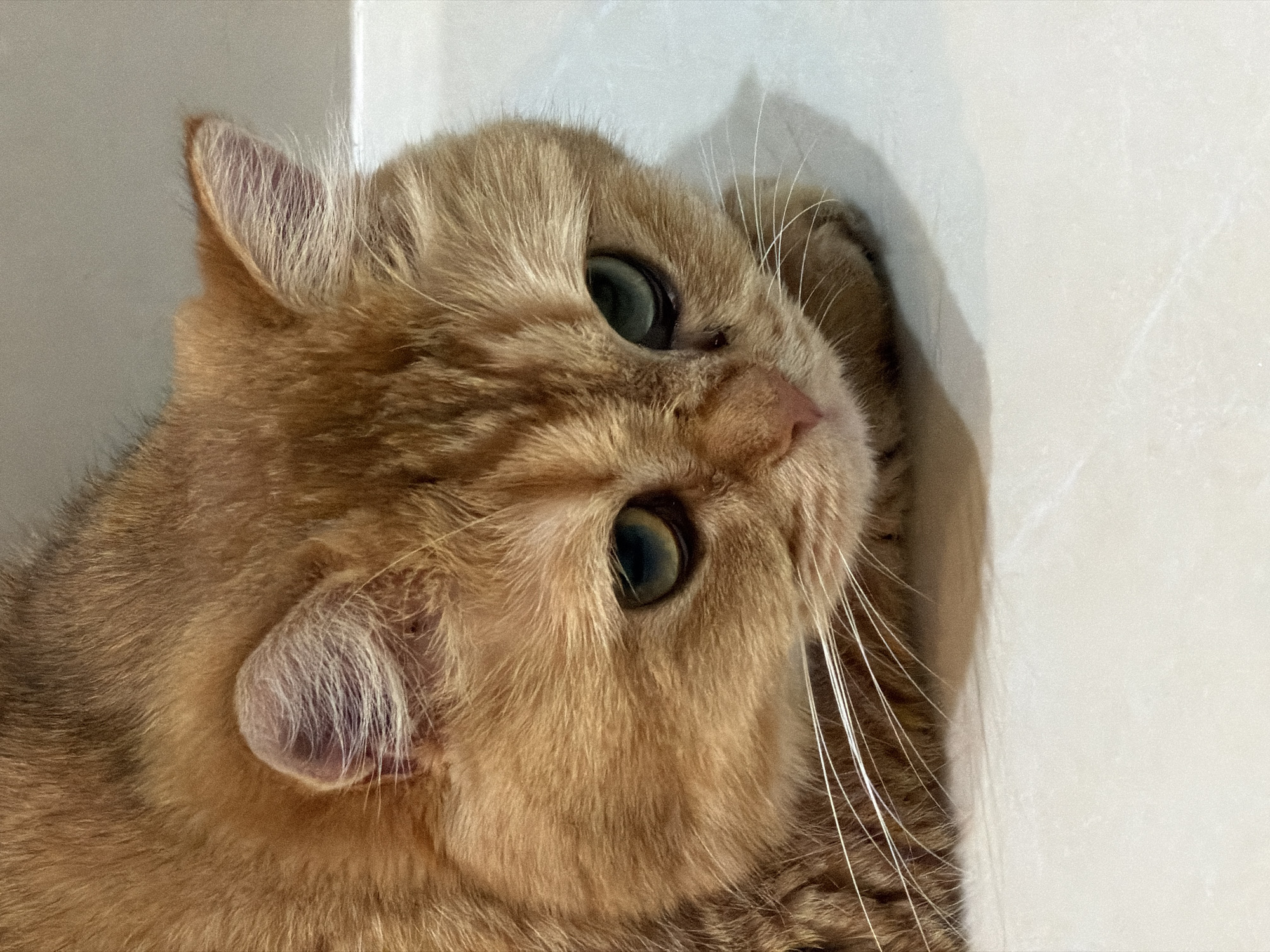 A close-up shot shows the face of a ginger cat. The cat has green eyes and white whiskers. It is lying down on a light-colored, tiled surface. The background is blurred, but appears to be a wall. The image was taken indoors, likely in a residential setting, but there are no specific identifying features that would place it in Da Nang, Vietnam.