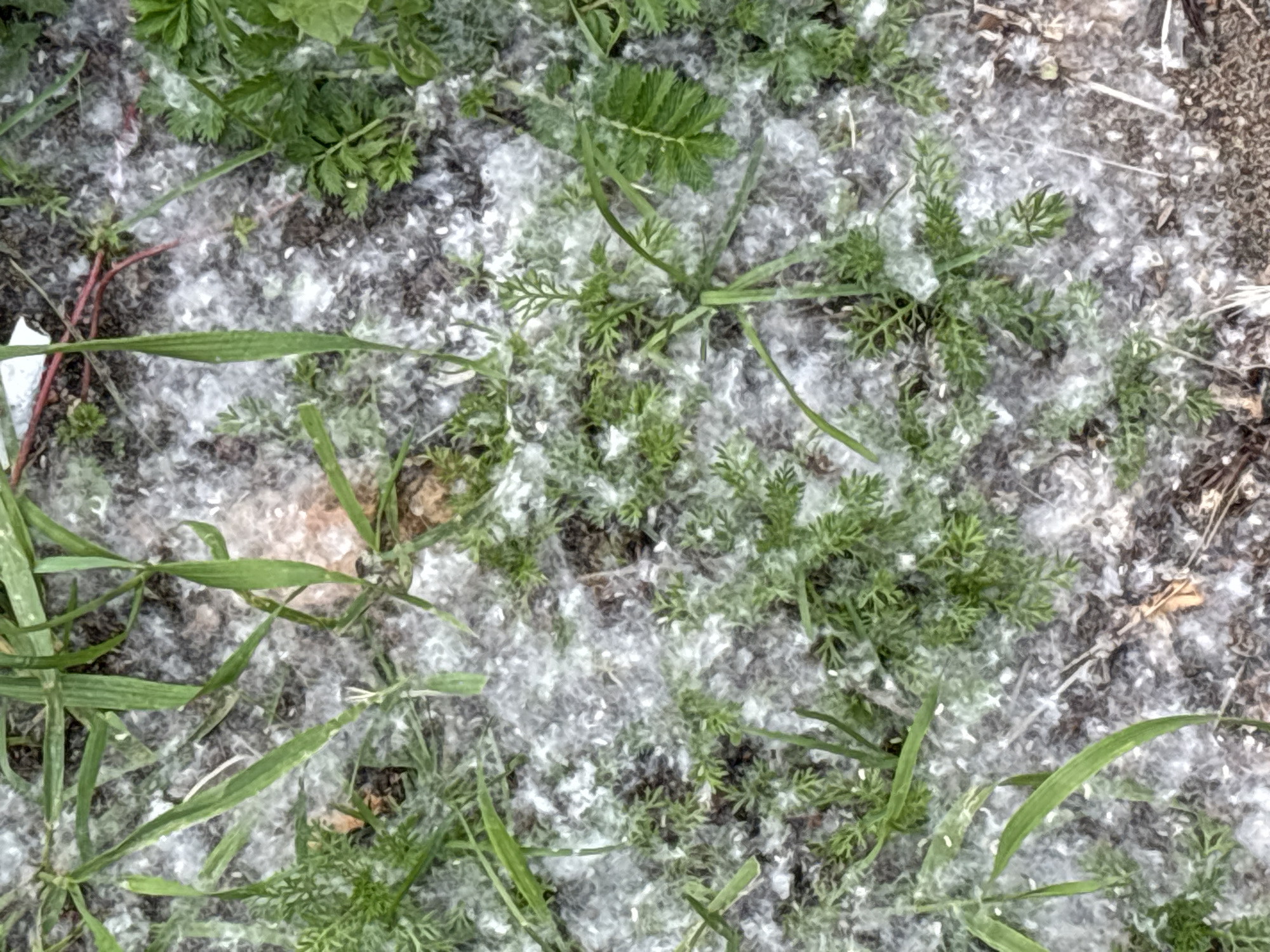 The image shows a patch of ground covered in white, fluffy material, likely cottonwood fluff, intermingled with green grass and small leafy plants. The ground appears to be soil, with some dried leaves and twigs visible. The scene is outdoors, suggesting it is a natural or park-like setting. The overall impression is of a seasonal accumulation of plant debris. There are no people or animals visible in the image. The location is stated to be in the city of Ковалёво, Russia.