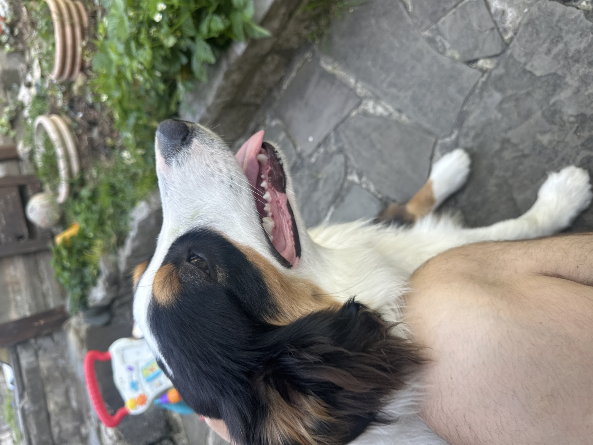 A Saint Bernard dog lies on its back on stone pavement with its mouth open, tongue protruding slightly. The dog's head is predominantly white with black and brown markings around the ears and eyes. A person's arm is partially visible in the bottom right corner of the image. In the background, there's a wall with hanging plants. A red and blue toy is visible on the left side of the image. The location is possibly Krasnaya Polyana, Russia, but this cannot be definitively confirmed from the image alone.