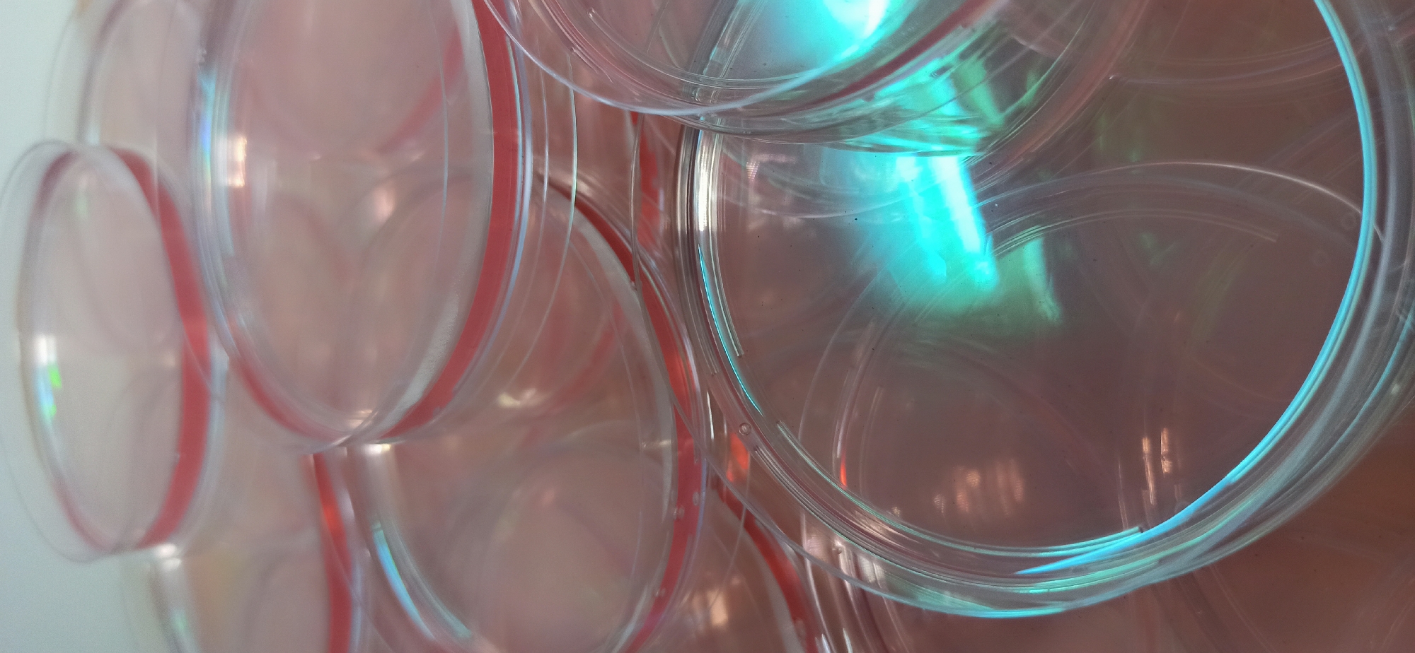 The image displays a close-up, overhead view of a stack of clear, round petri dishes. Each dish has a thin, red rim around its circumference. The dishes are stacked at various angles, obscuring some of them completely and revealing only parts of others. Light reflects off the plastic surfaces, creating a soft glow and some iridescent highlights, particularly a prominent aqua-colored light source in the foreground. The background is a blurred, warm-toned surface, possibly a countertop or table. The scene is a still life arrangement of laboratory equipment. There is no indication of the city of Asbest, Russia, or any other location.