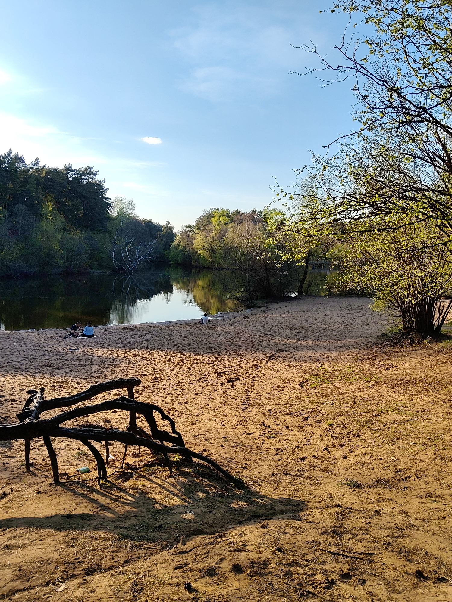 The image captures a sandy lakeside scene in an unknown location. In the foreground, dark tree roots protrude from the sand, casting shadows. Further back, a beach area meets a calm lake reflecting the sky and surrounding trees. On the beach, a pair of individuals are seated close to each other, possibly eating, while another person sits alone at a distance. The backdrop consists of lush green trees and a clear blue sky with some clouds.