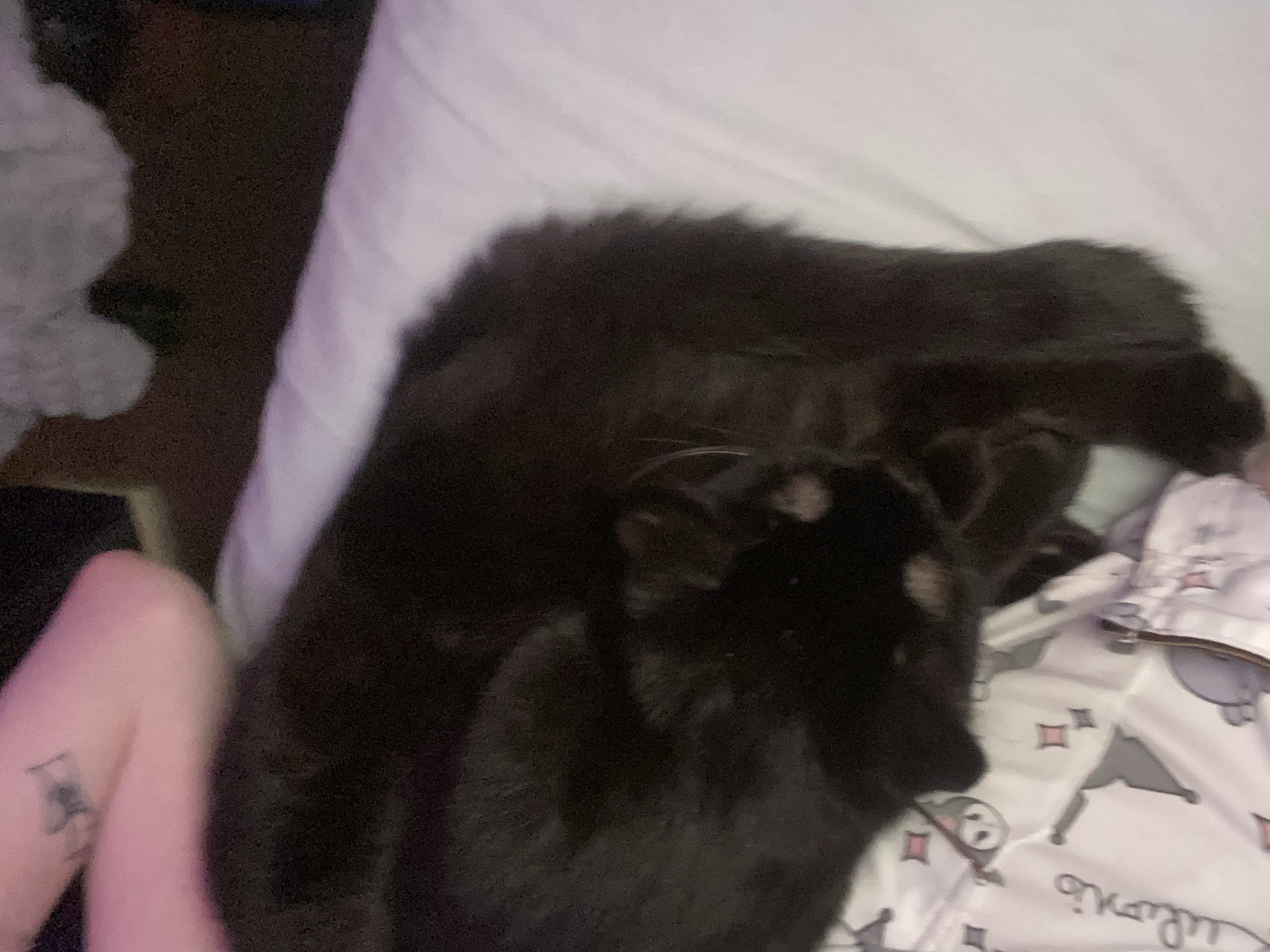 An overhead view depicts a black domestic feline resting, curled on light-colored bedding. The animal is positioned on a white sheet, with its head tucked downwards. Partially visible beneath the feline is a light-colored fabric featuring a repeating pattern of stylized cartoon characters, specifically "Kuromi," and pink diamond shapes. A human arm with fair skin tone is visible in the upper left quadrant of the frame, displaying a dark-ink tattoo of an abstract or stylized object on its upper portion. The scene is illuminated by subdued, ambient light, suggesting an indoor setting. Location: Izhevsk, Russia.