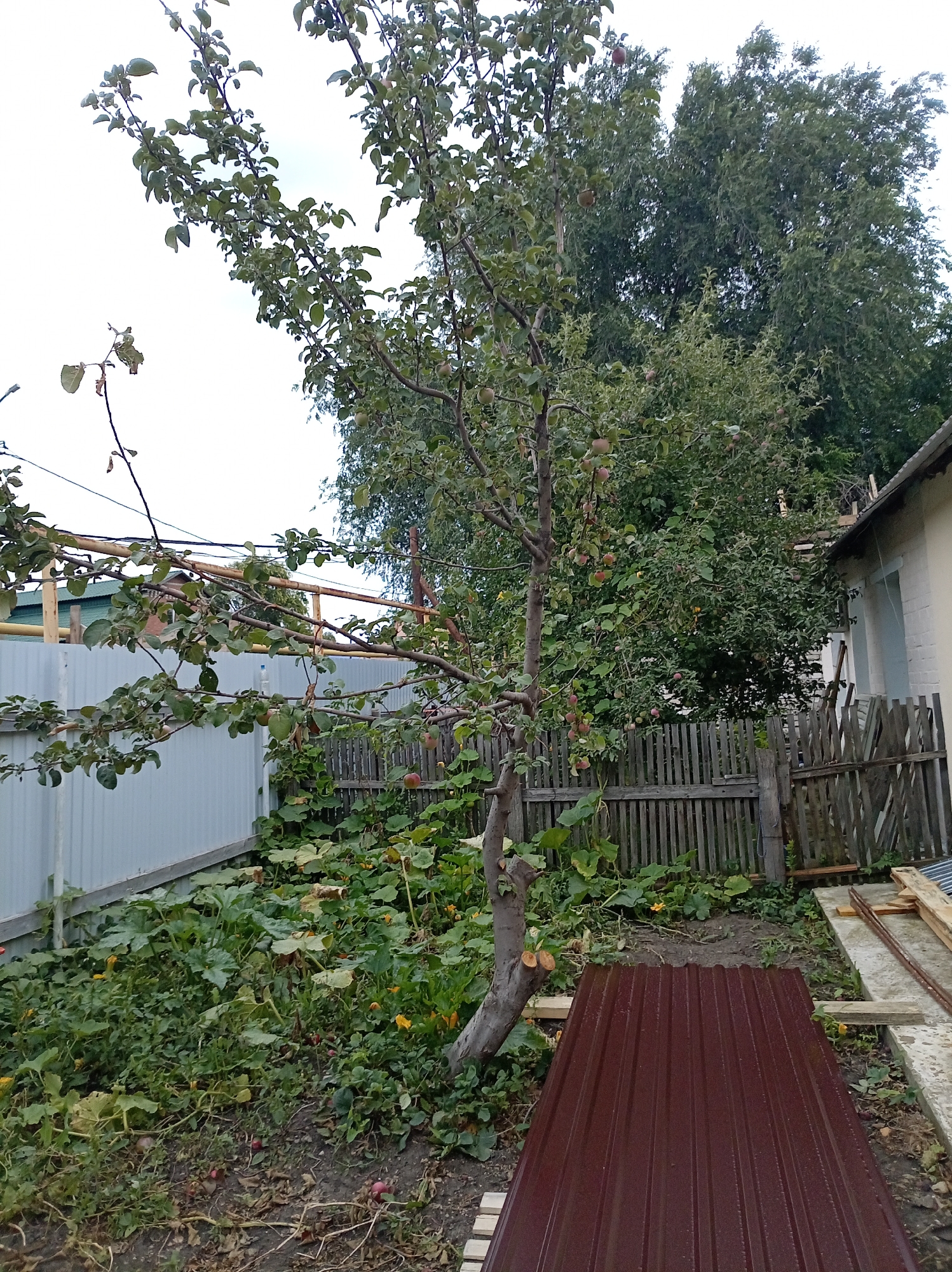 The image depicts a backyard scene in Oktyabrsk, Russia. In the foreground, a sheet of dark red corrugated metal lies on the ground, supported by wooden planks. To the left, a light blue metal fence encloses a portion of the yard. A thin, bare tree with some green leaves and a few red fruits stands in the center of the image, its branches reaching upwards. Behind the tree, a dense patch of green foliage, likely squash plants, covers the ground, interspersed with yellow flowers. A rustic wooden fence runs along the right side of the yard. A light-colored building with a visible window and a section of roof is situated behind the wooden fence. The sky is overcast and pale.