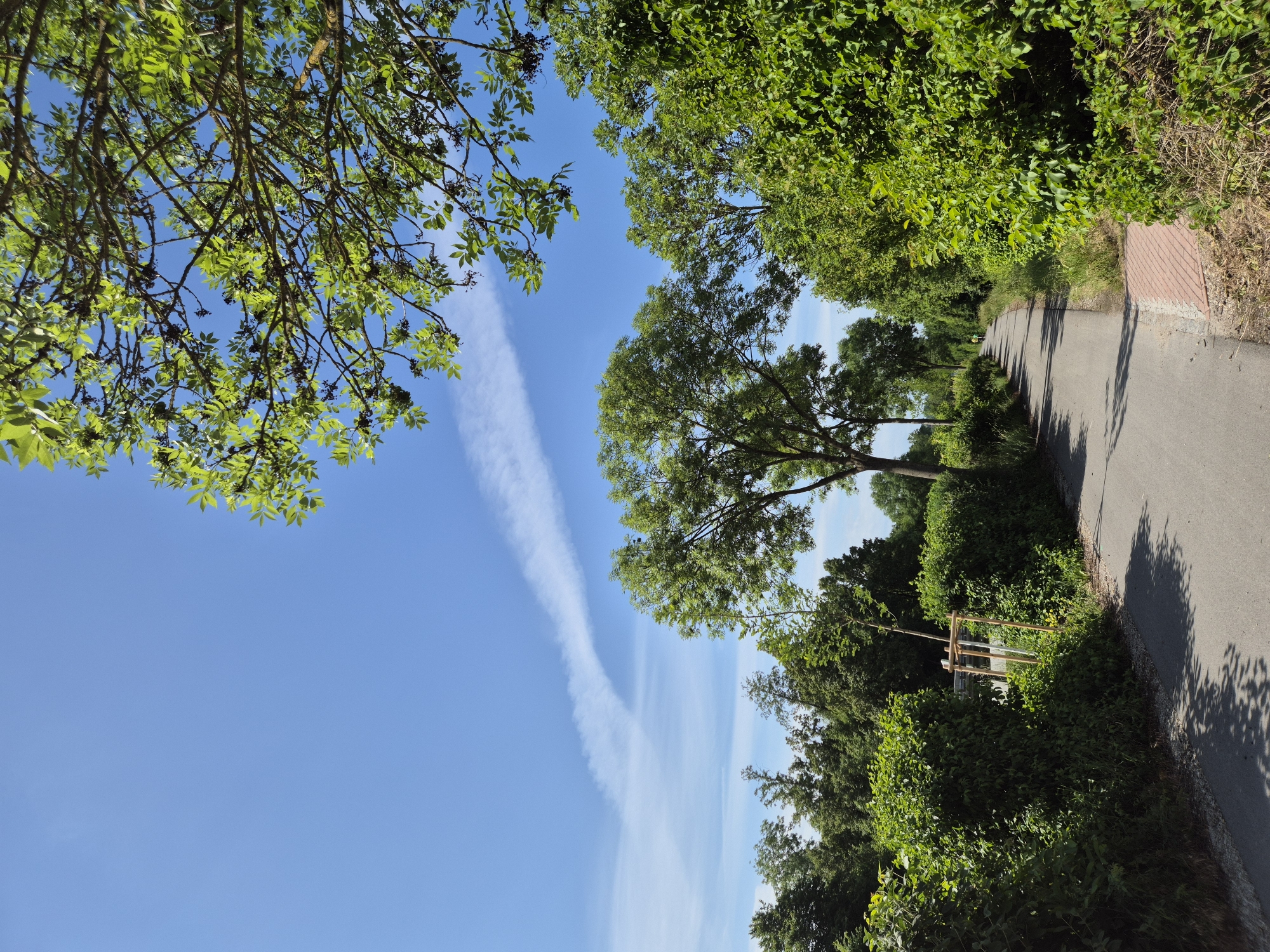 The image depicts an outdoor scene featuring a paved pathway bordered by dense vegetation under a clear blue sky. The sky, occupying the upper portion of the frame, exhibits a bright, unblemished blue hue with a prominent, white, arcing contrail spanning from the mid-left to the upper right. Faint wispy clouds are also visible.
The pathway, likely asphalt, recedes into the distance, appearing to be a pedestrian or cycling route. On the immediate right, a section of red brick paving transitions to a dirt shoulder before meeting a tall, dense hedge of green bushes. The left side of the path features a narrow dirt and gravel shoulder adjacent to similar green bushes and trees. Strong shadows from overhead trees and foliage are cast upon the path, indicating bright sunlight.
Numerous trees with full, green canopies line both sides of the path, particularly in the middle ground and background, creating a verdant tunnel effect as the path extends. Some tree branches in the upper right foreground show green leaves and small dark berries or buds. A smaller, lighter green tree is visible on the left side of the path in the middle ground, partially obscured by the foreground bushes.
Amidst the bushes on the left side, a light-colored wooden frame structure, possibly a tree support or a sign frame, is partially visible. Far down the path, in the distance, a solitary individual is faintly visible, walking or cycling away from the viewer, appearing as a small, indistinct figure.
The scene is illuminated by natural sunlight, creating distinct highlights and shadows. The environment suggests a park, rural area, or a green belt within a residential area. The location is in the city of Unknown, Unknown.