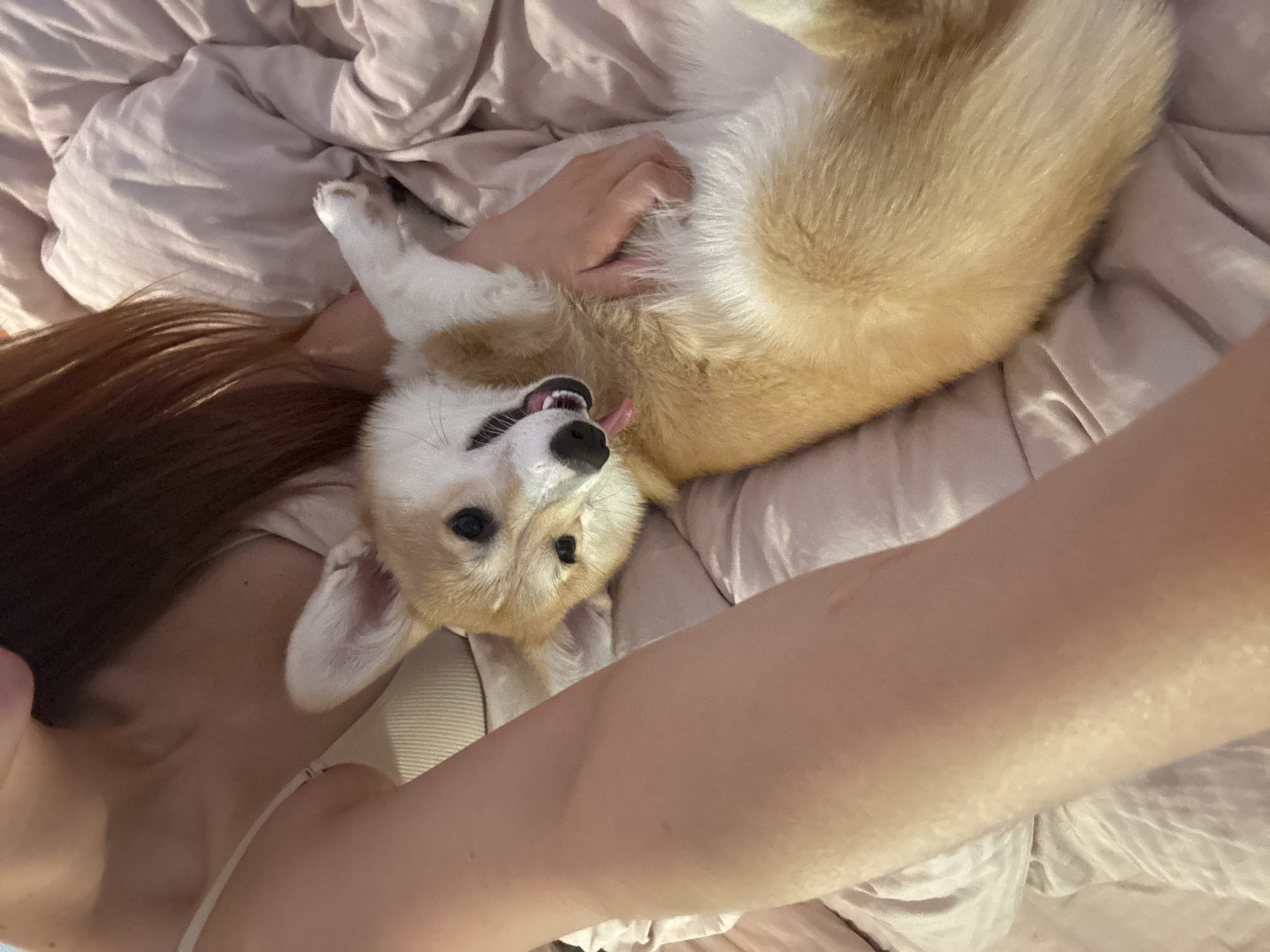 A tan and white corgi dog is lying on its back on a rumpled, light-colored duvet. A person with brown hair is holding the dog; one hand is on the dog’s belly, and the other arm is outstretched towards the camera. The dog has its tongue out and is looking up. The location is likely indoors, possibly a private residence. The city of Chaikovsky, Russia, cannot be determined from the image.