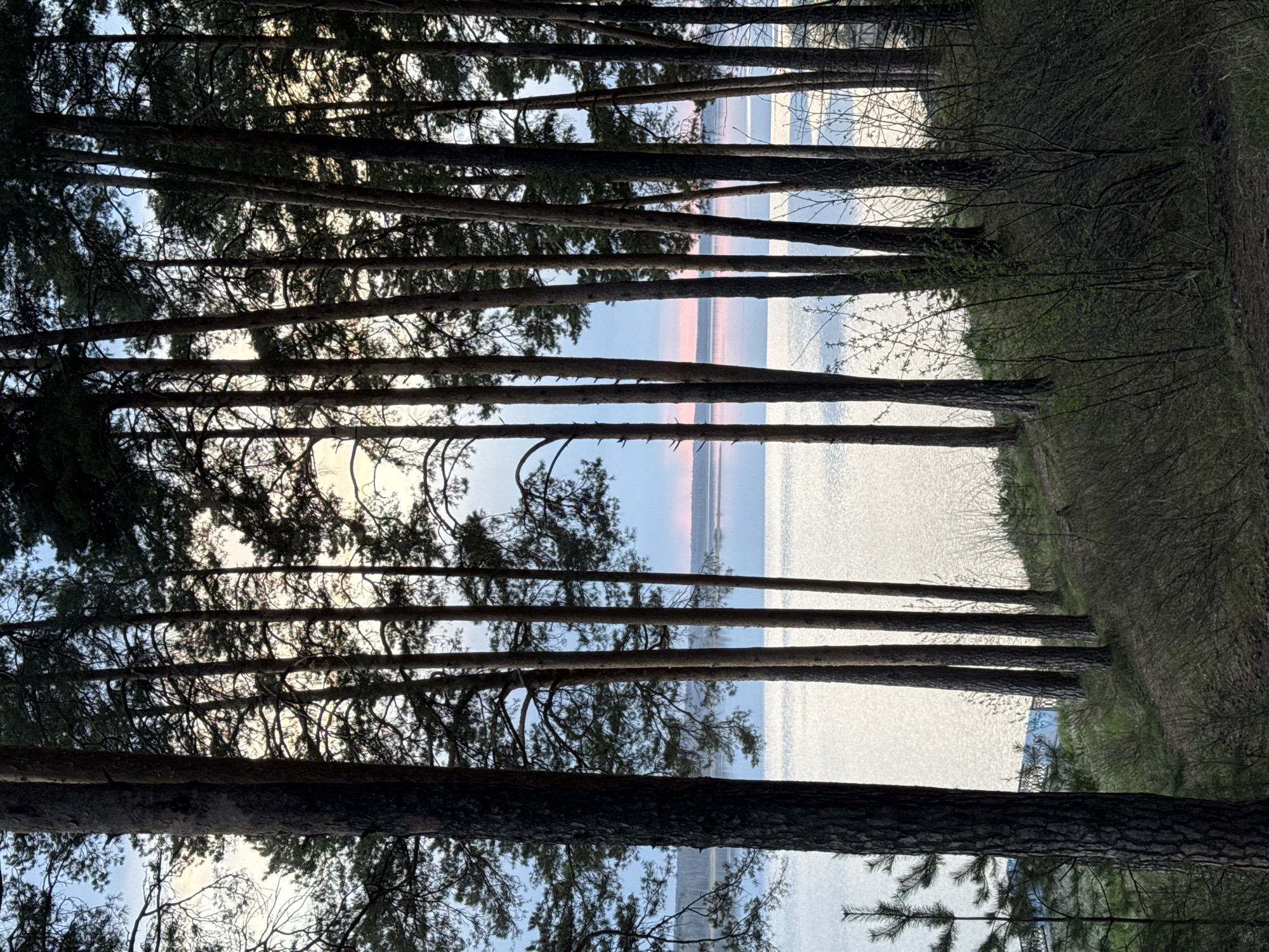 A landscape photograph, rotated 90 degrees counter-clockwise, depicts a dense forest bordering a body of water under a partly cloudy sky, likely near Izhevsk, Russia. The scene is captured from ground level looking outward through the trees.
The forest is characterized by tall, straight-trunked trees, presumed to be pines or similar species, with dense needle foliage at the top, creating a canopy. The trunks are dark and textured. The trees are in varying shades of green and brown.
Between the trees, there is a view of a large body of water. The water's surface appears to be reflective with some surface textures. The sky above the water features a mixture of light blue and pink hues, suggesting either sunrise or sunset.
On the right side of the image is ground covered with grass and low-lying vegetation. A narrow dirt path is also visible.