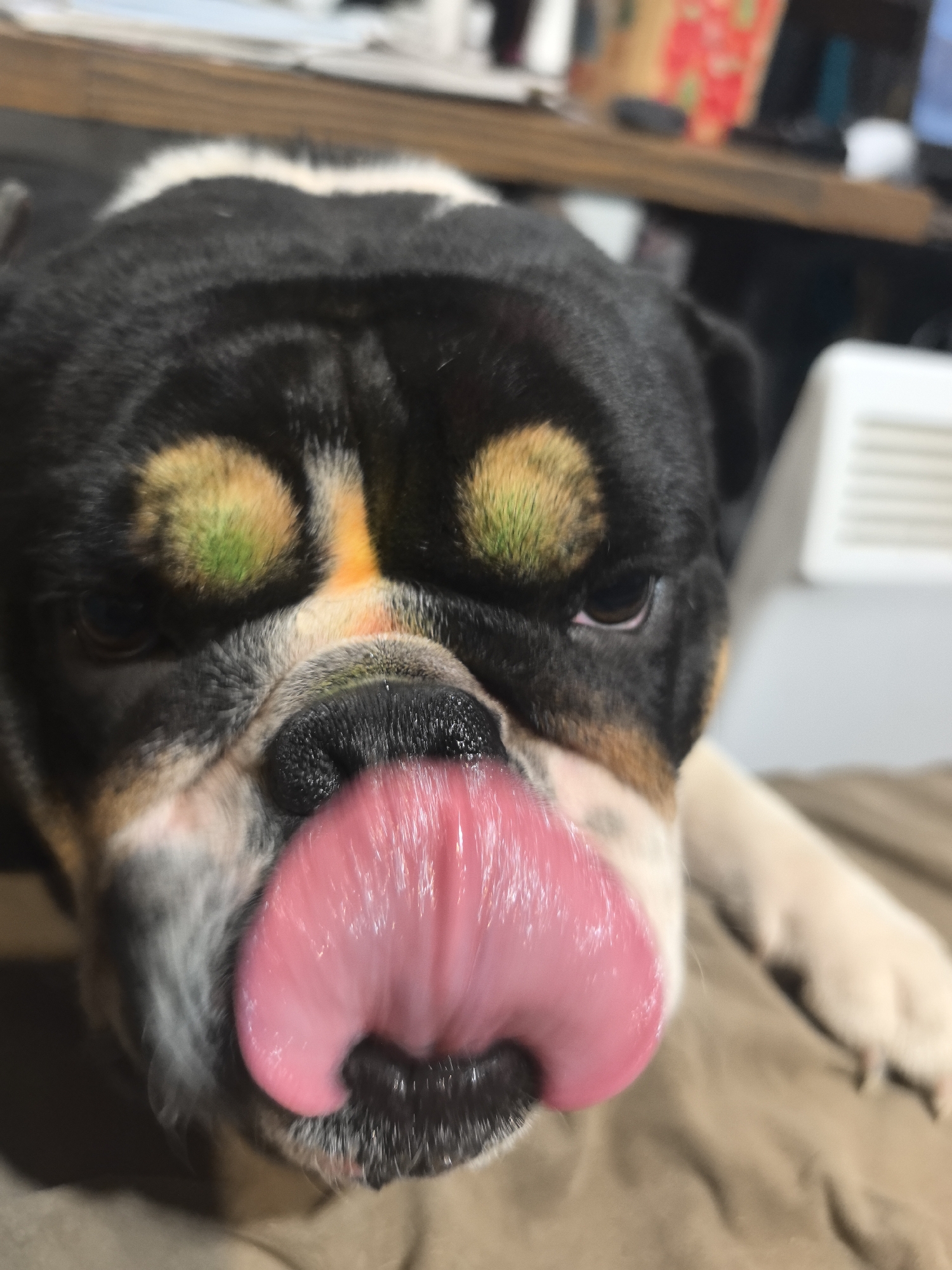 A close-up shot of a black and white dog, likely a bulldog breed, with a large pink tongue sticking out of its mouth. The dog's head fills the majority of the frame, with the focus primarily on its face and tongue. The dog's fur is primarily black on the top of its head with lighter brown or tan patches above its eyes. A white stripe runs across the top of its head. The dog's face is wrinkled, and its nose is black. The background is blurred, but hints of a desk, possibly with items on it, and a white object, possibly a heater, can be discerned. No people are visible in the frame. The location in the city of Noviy, Russia, cannot be determined from the image.