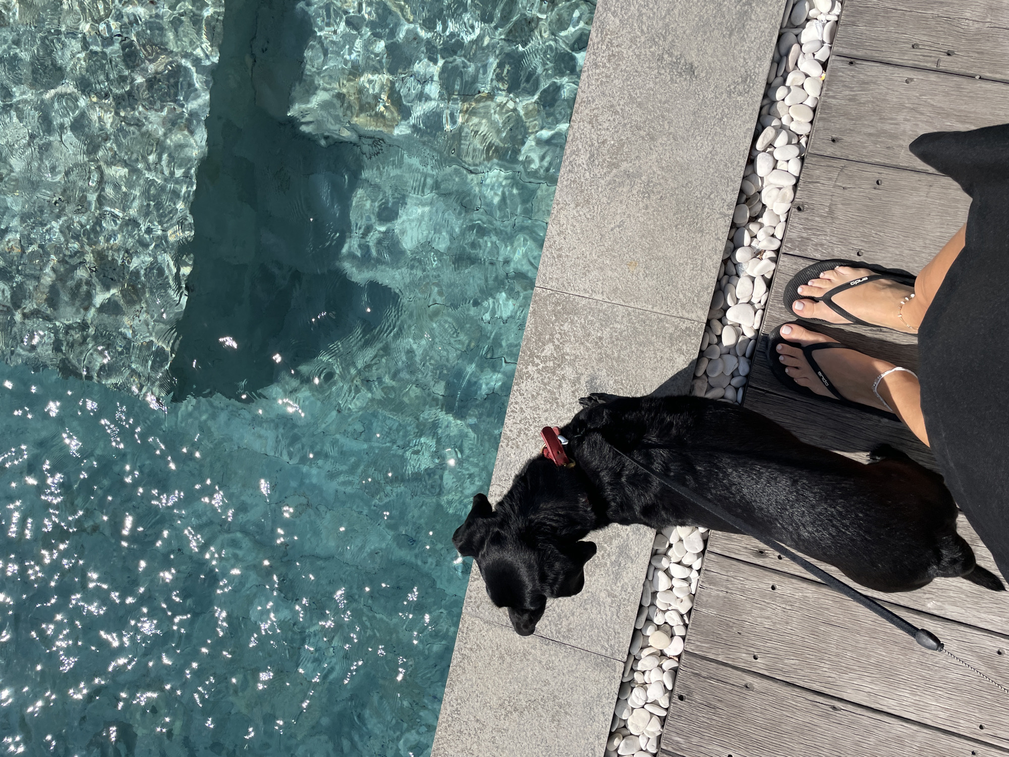 A black dog is standing on a wooden deck next to a swimming pool. The dog is wearing a red collar and a black leash. The person's feet, wearing black flip-flops, are visible in the lower right corner of the image. The swimming pool water is turquoise and shimmering with sunlight. The deck is surrounded by white stones. This scene does not appear to be in Kediri, Indonesia.