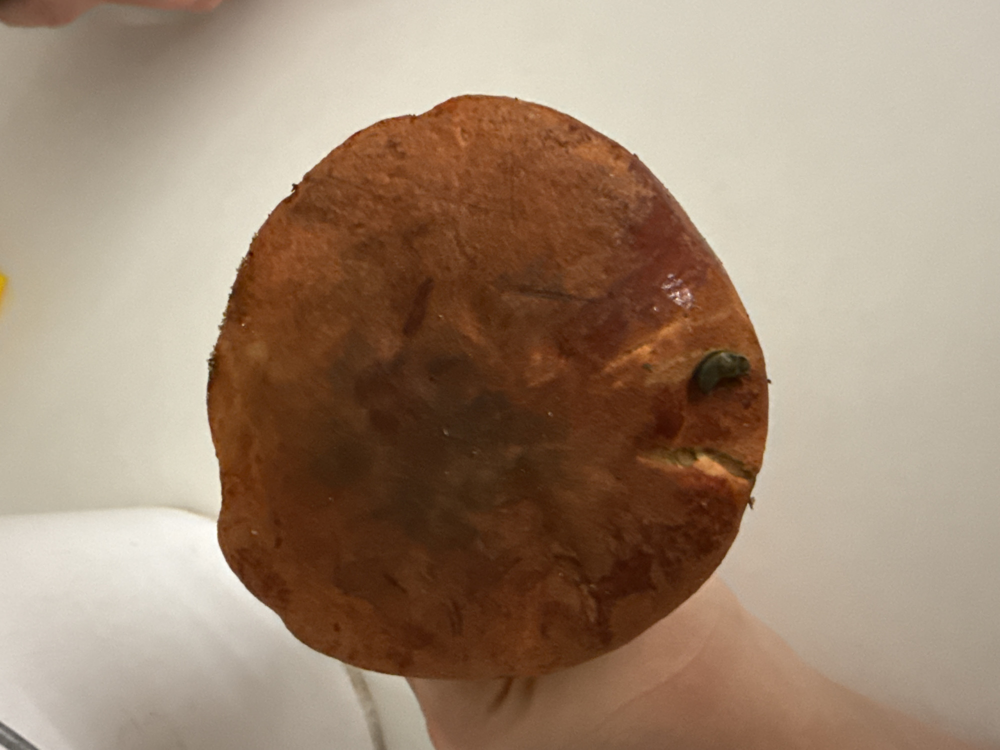 A close-up, overhead view shows a person holding the underside of a large, reddish-brown mushroom cap. The cap is roughly circular with an irregular edge. Its surface appears slightly damp and textured, with darker patches and faint lines. A small, dark green slug is visible on the cap's surface near the edge. The mushroom is held against a white surface, likely a table or countertop, with a blurred white object in the upper left background, possibly a container. The scene is indoors, and there is no information to suggest a specific location in Vologda, Russia.