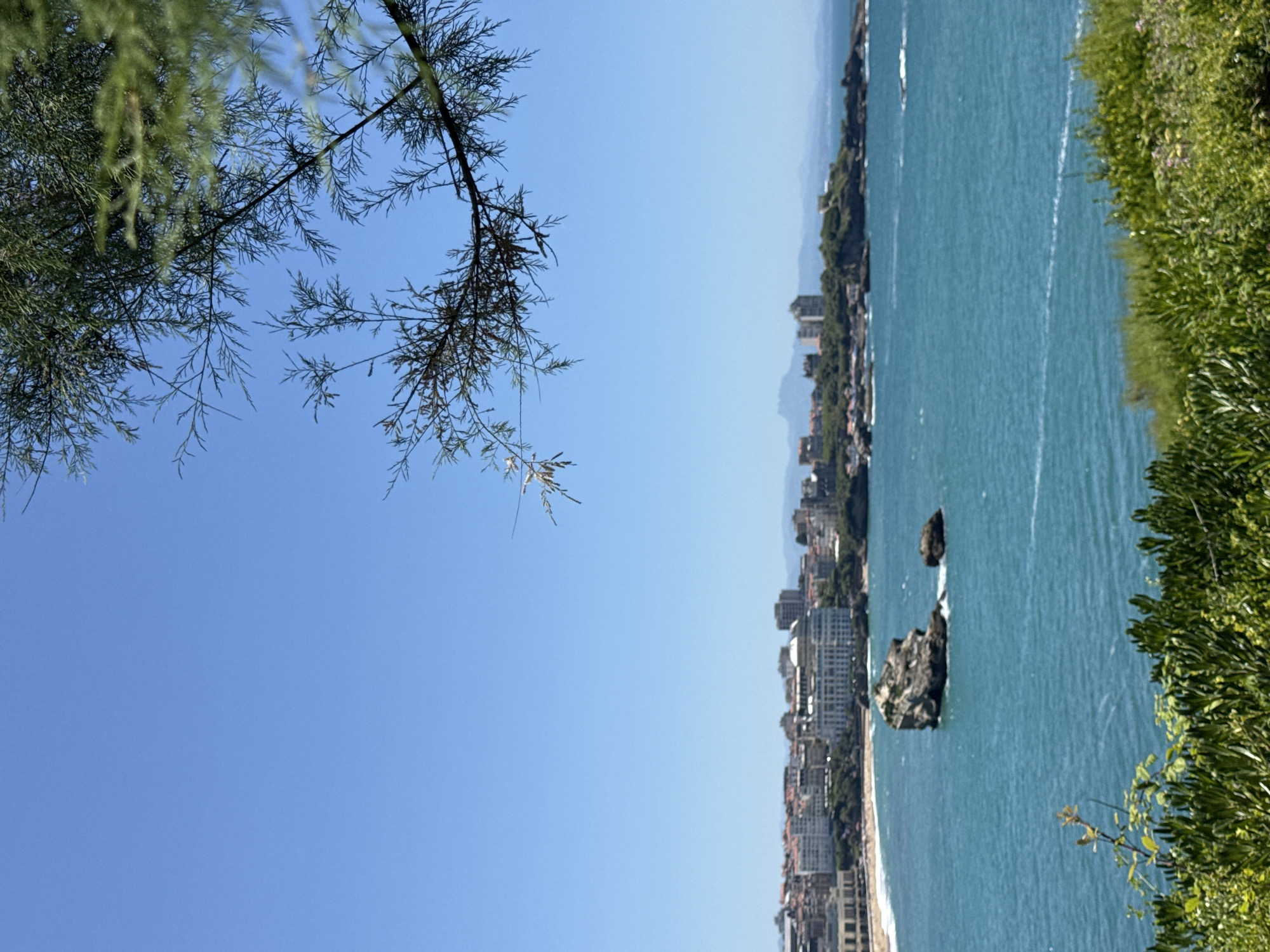 The image captures a panoramic view of the coastline in Biarritz, France, likely from a vantage point on a hill overlooking the ocean. In the foreground, lush green vegetation with some scattered wildflowers thrives. The middle ground is dominated by the turquoise blue ocean, with a distinct rocky formation emerging from the water, a characteristic landmark of Biarritz. In the background, a coastal city stretches along the shoreline, featuring buildings with a mix of traditional and modern architecture, including a prominent white, dome-shaped building. The sky is a clear, bright blue, indicating a sunny day. The branches of a tree with delicate foliage frame the upper right corner of the image, adding a natural element to the scene. There are no visible people or animals in the frame.