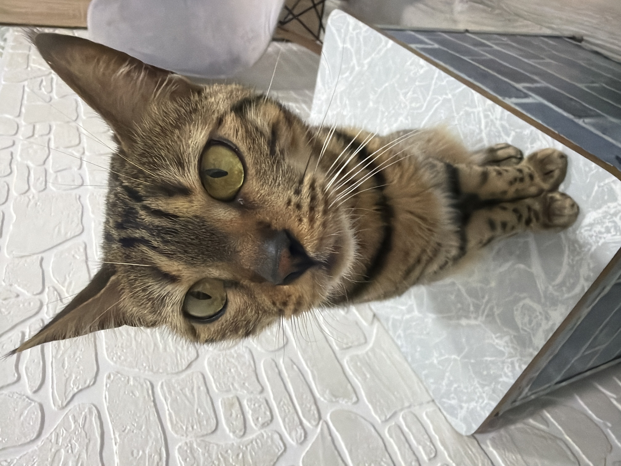 A brown tabby cat with green eyes is lying on its side. Its paws are crossed. The cat is lying on a white brick-patterned surface with a white and grey patterned object next to it. The location in the city of Noviy, Russia is not determinable from the image.