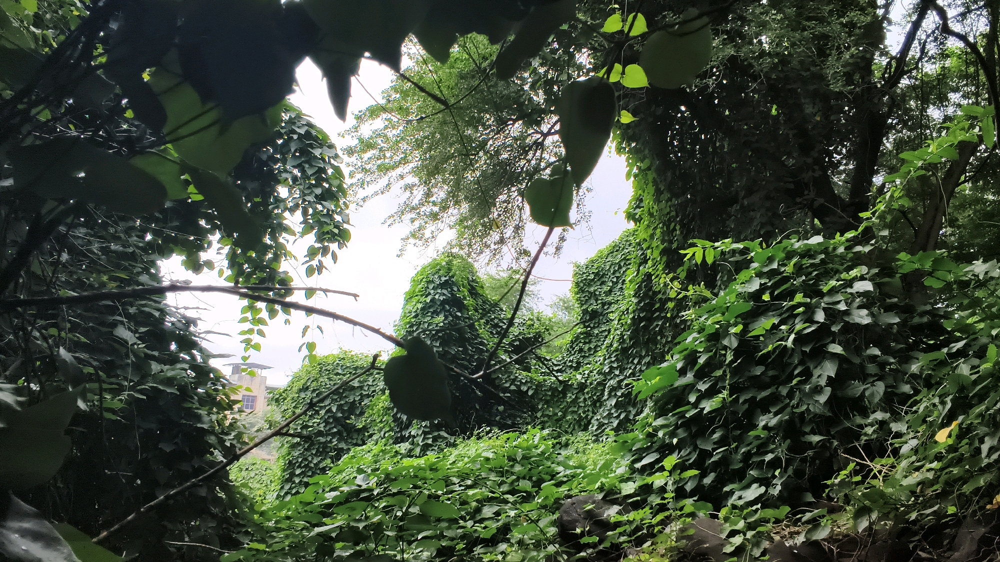 The image captures a dense, overgrown natural scene in Thane, India. Lush green vines and foliage dominate the frame, creating a wild and untamed environment. The vegetation appears to be encroaching on man-made structures, as a building with a square window and a sloped roof is partially visible in the background, peeking through the thick greenery. The overall impression is one of nature reclaiming an urban space, with the vibrant plant life completely engulfing the existing landscape. The sky is overcast, suggesting a cloudy day.